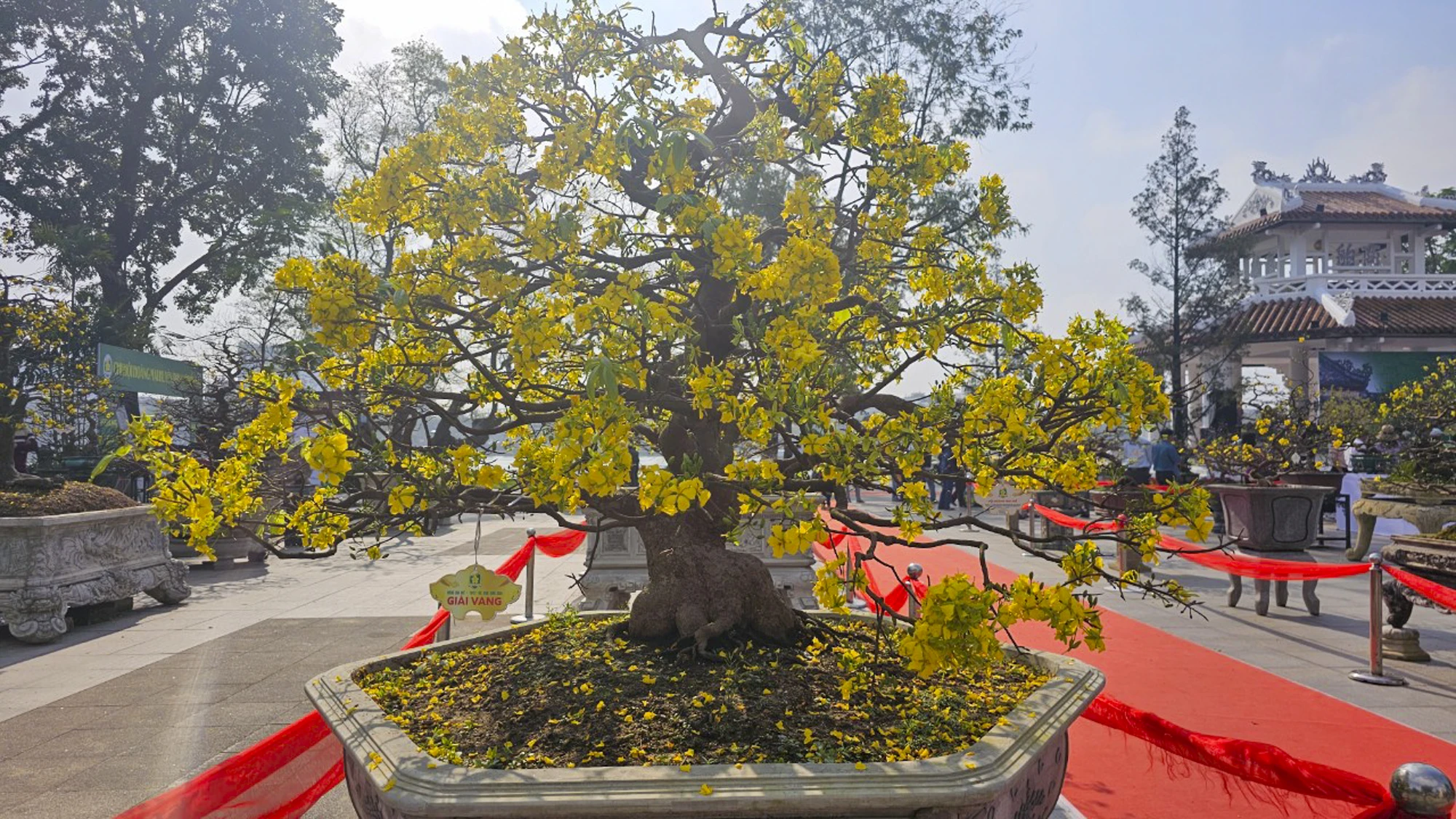 ngam-nhung-goc-mai-hue-khoe-sac-ben-song-huong-10.jpg