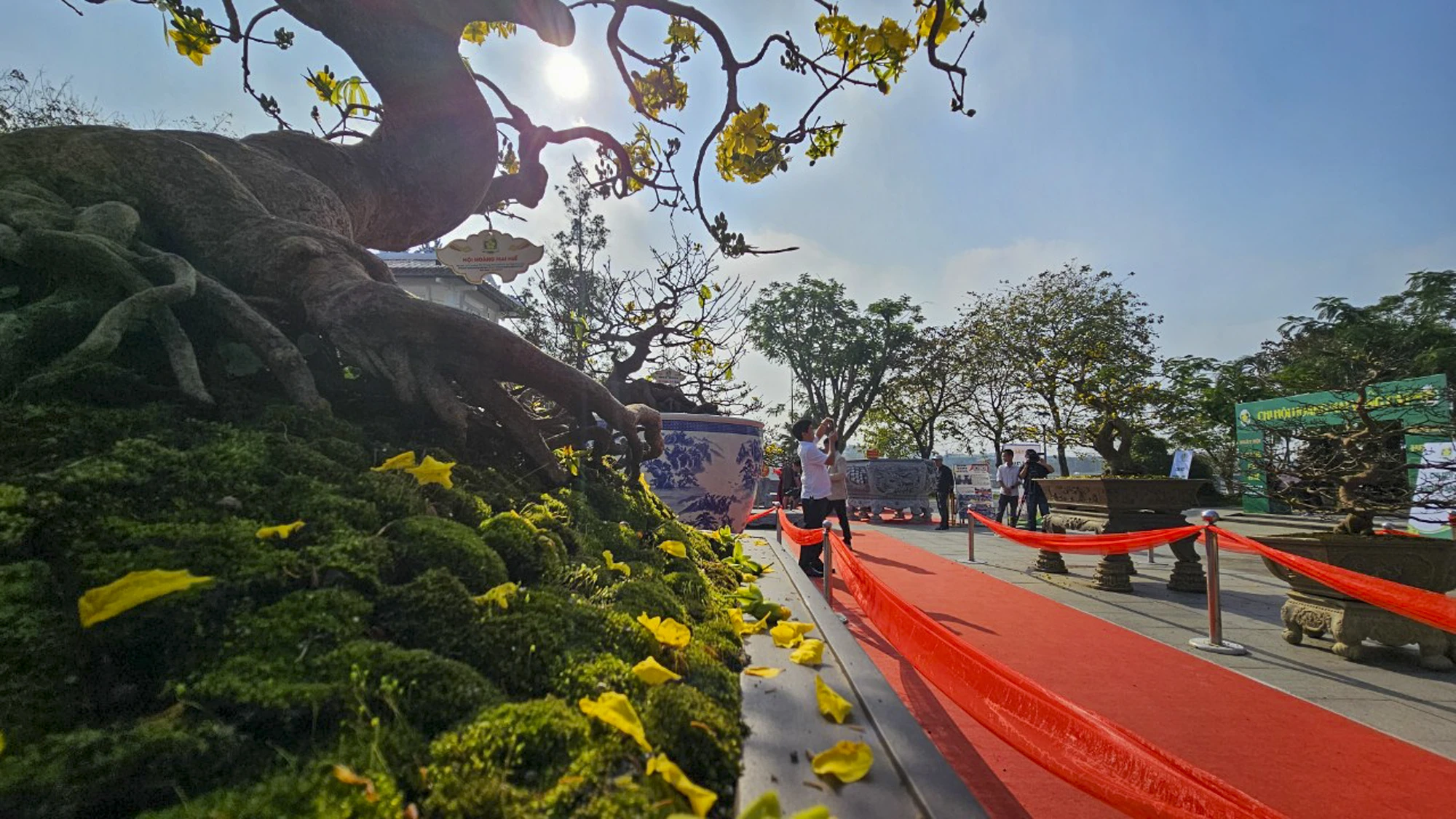 ngam-nhung-goc-mai-hue-khoe-sac-ben-song-huong-12.jpg