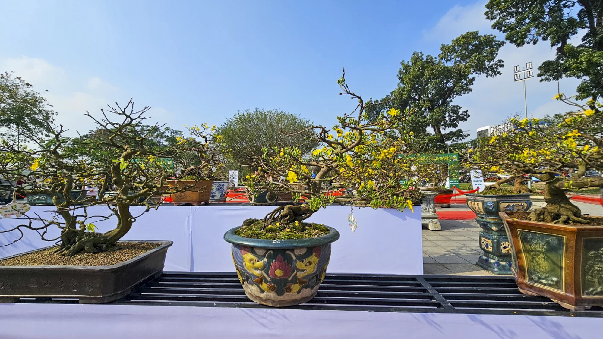 ngam-nhung-goc-mai-hue-khoe-sac-ben-song-huong-14.jpg