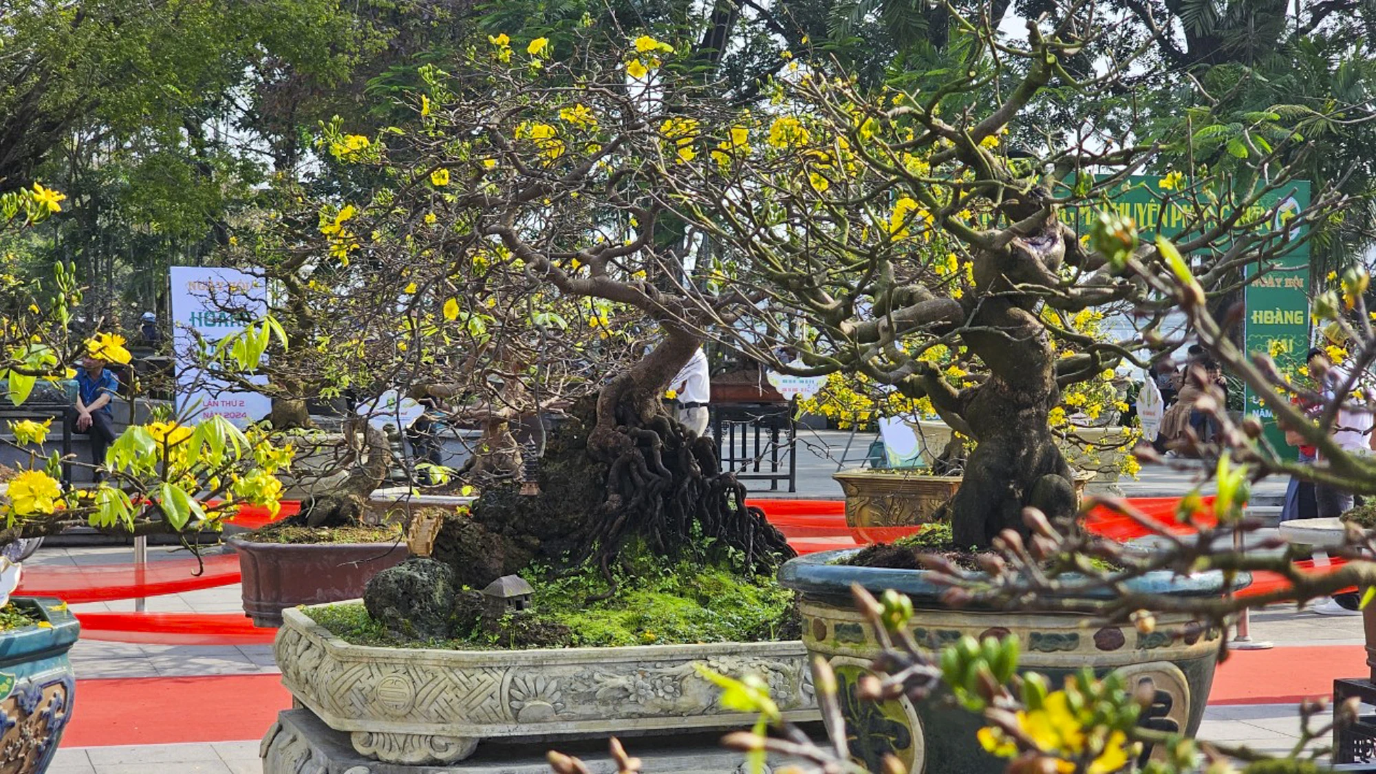 ngam-nhung-goc-mai-hue-khoe-sac-ben-song-huong-18.jpg