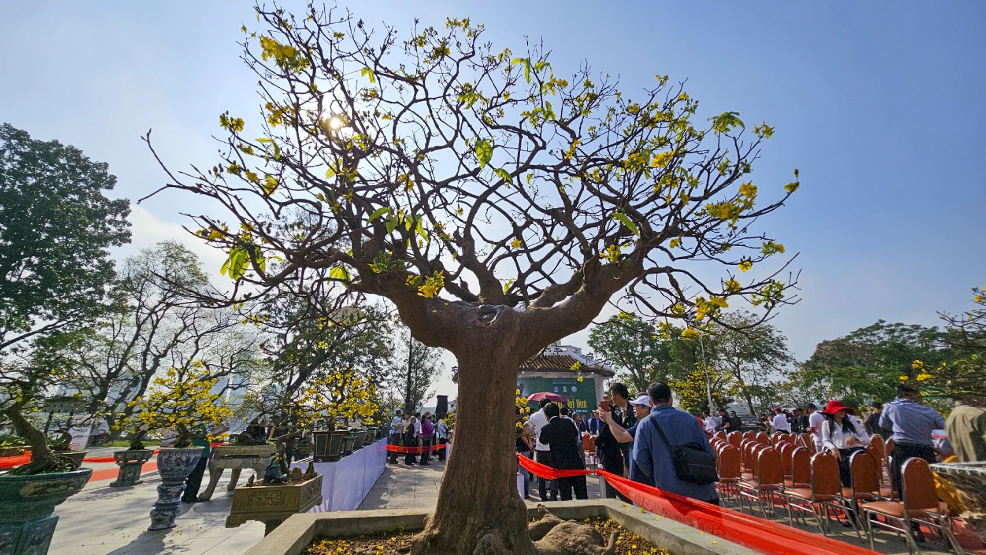 ngam-nhung-goc-mai-hue-khoe-sac-ben-song-huong-23.jpg