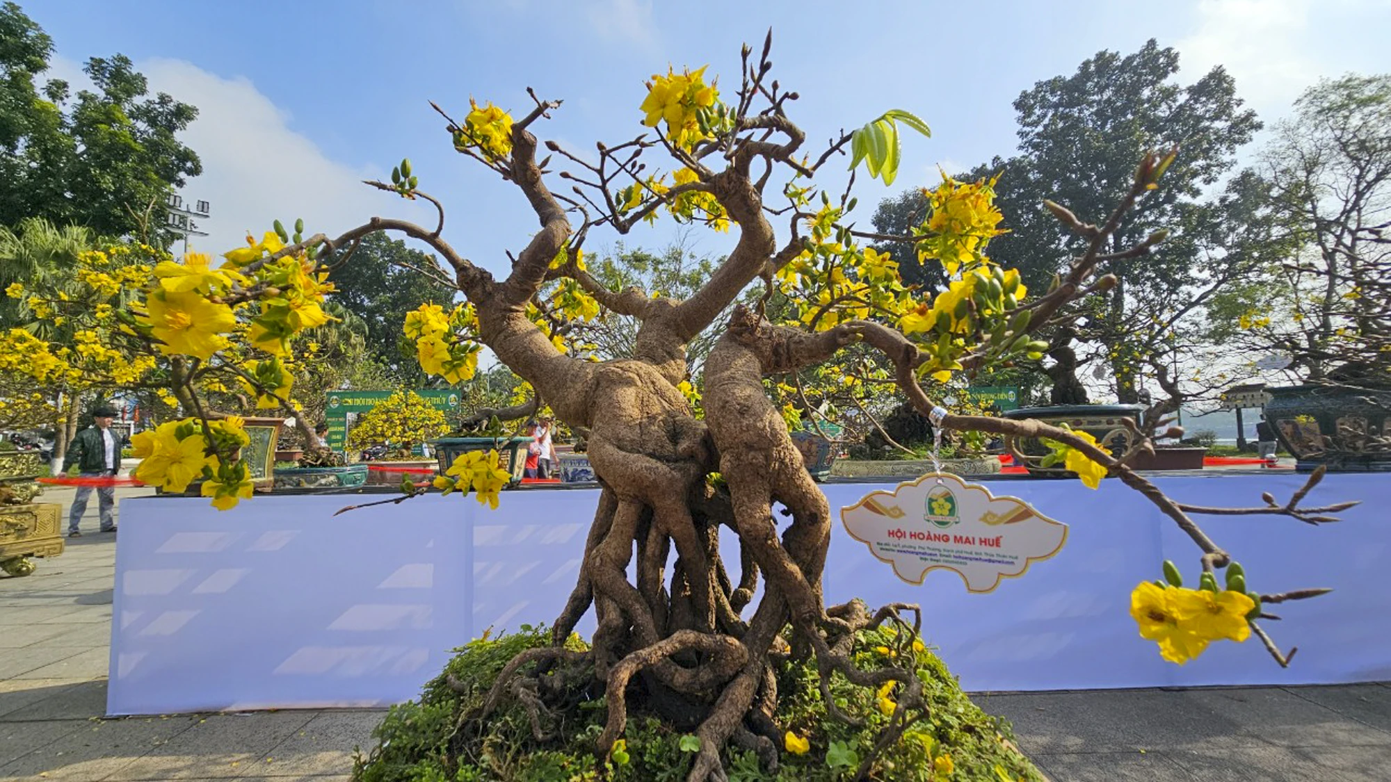 ngam-nhung-goc-mai-hue-khoe-sac-ben-song-huong-24.jpg