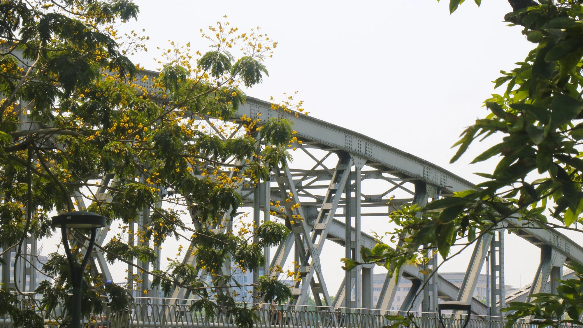mua-hoa-diep-vang-dep-nao-long-o-hue-12.jpg