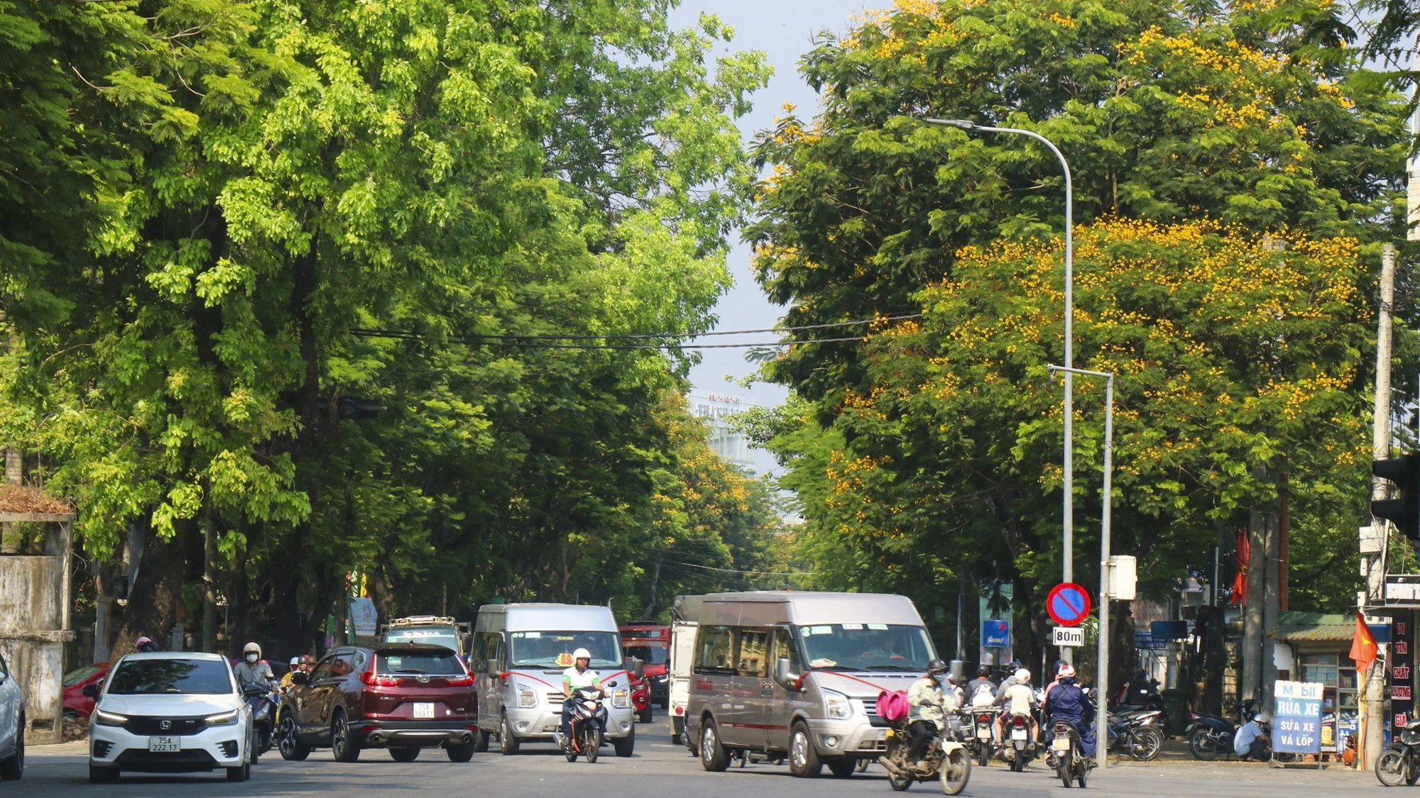 mua-hoa-diep-vang-dep-nao-long-o-hue-8.jpg