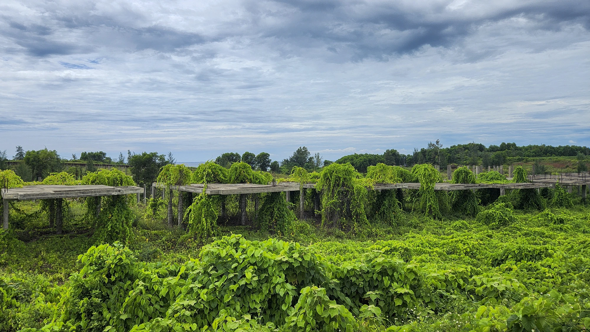 cay-co-phu-kin-du-an-khu-do-thi-sinh-thai-bien-gan-500-ti (14).jpg