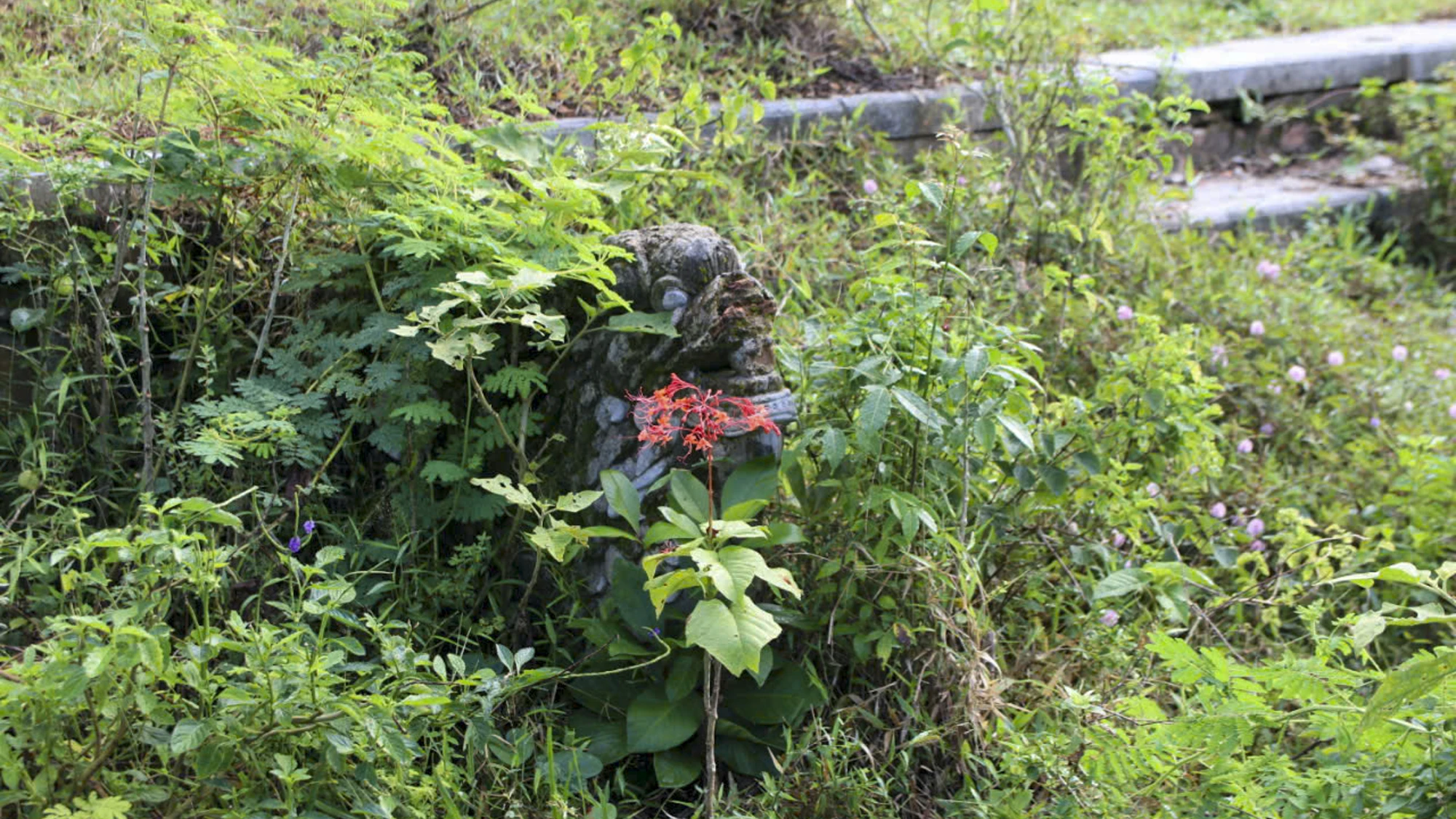 can-canh-dien-tho-me-vua-gia-long-truoc-khi-duoc-trung-tu (10).jpg