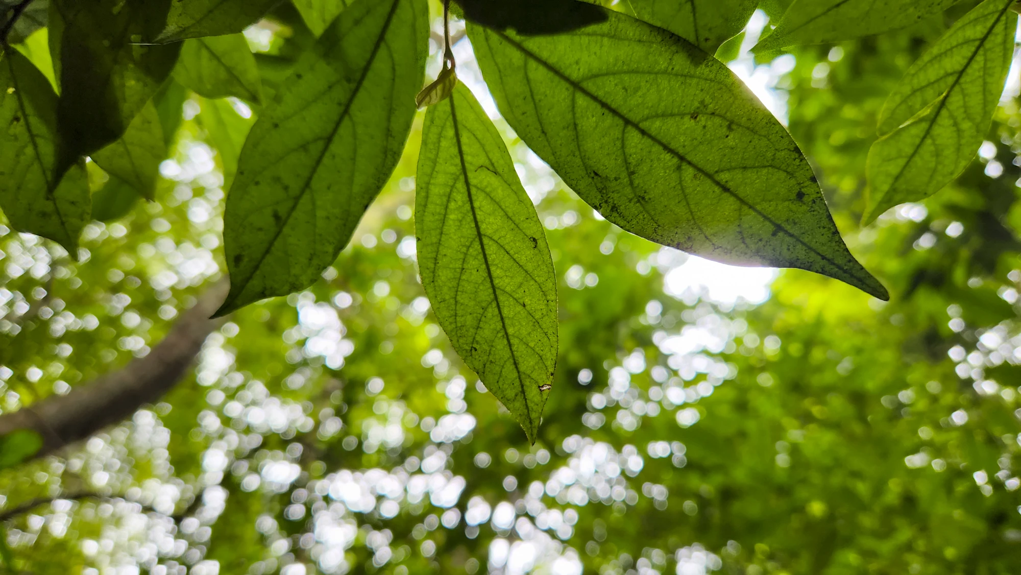 rừng nguyên sinh rú lịnh