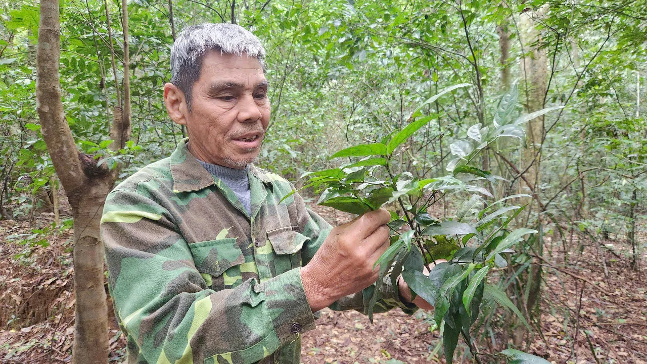 chuyen-ve-cu-ong-70-tuoi-duoc-dat-ten-cho-1-loai-cay (15).jpg