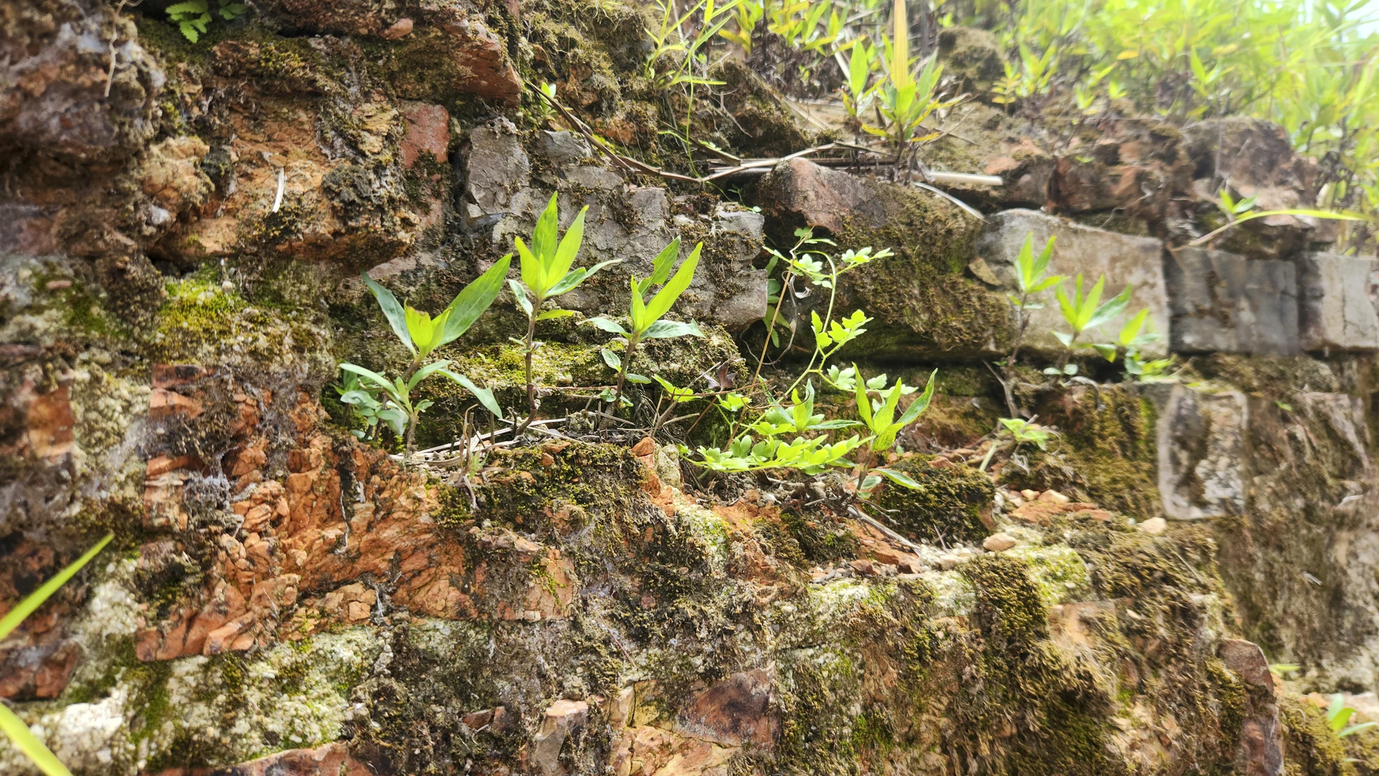 thanh-co-quang-tro-15.jpg