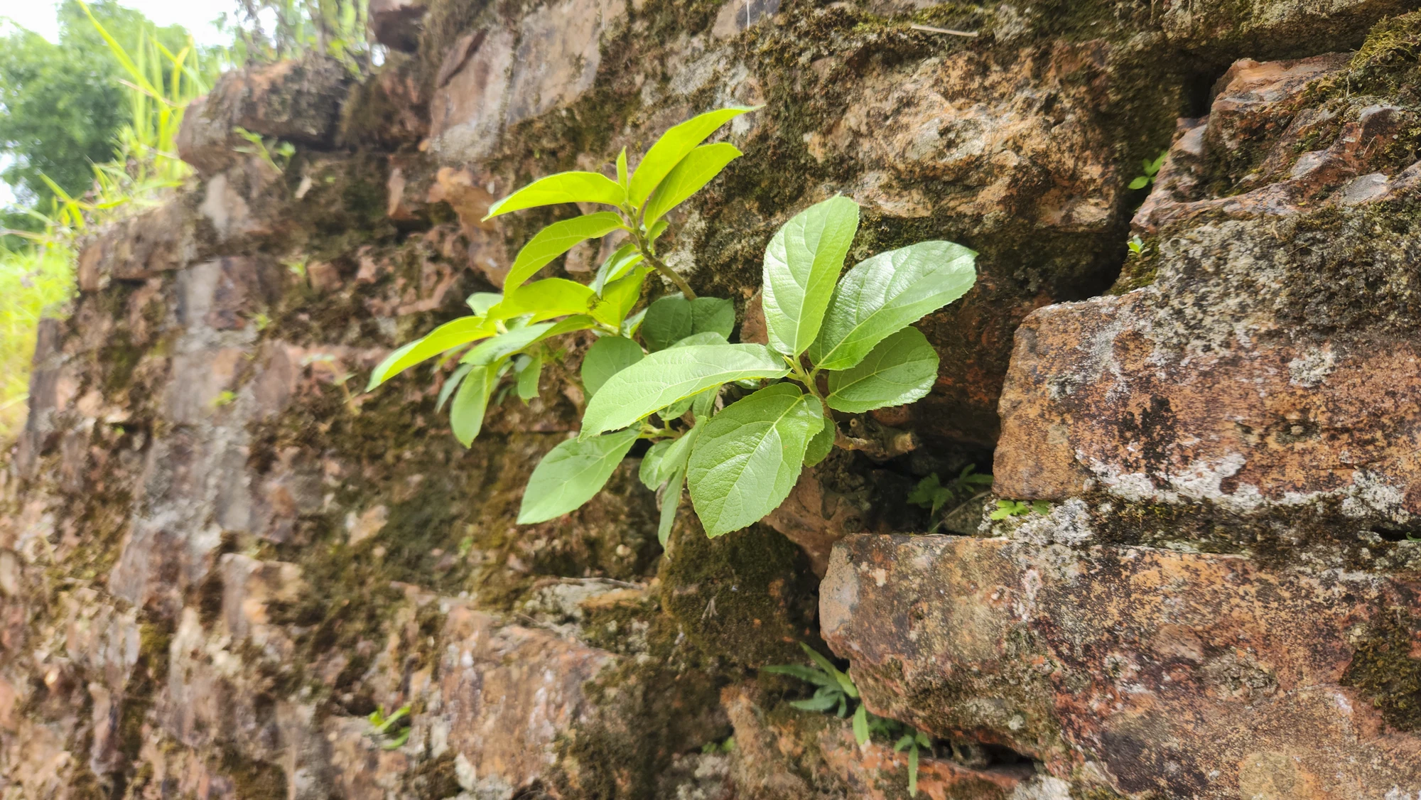 thanh-co-quang-tro-16.jpg