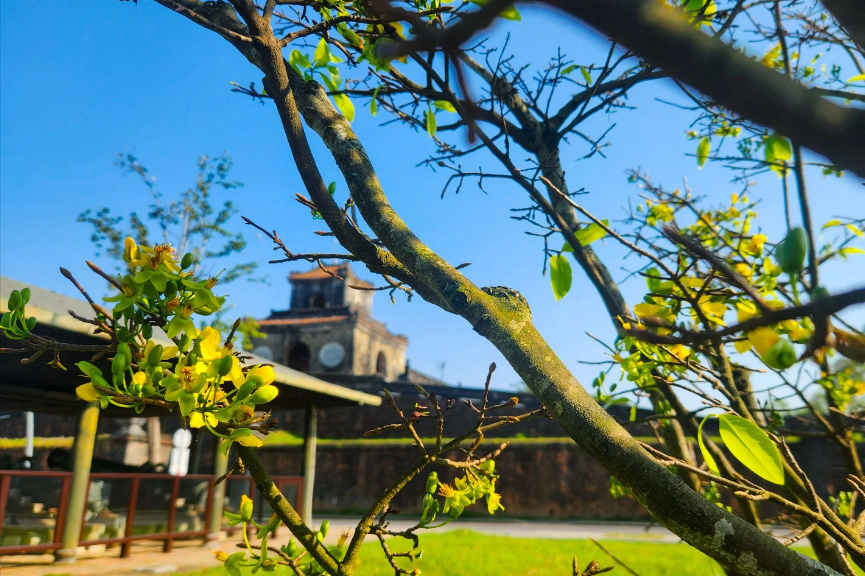 hoang-mai-hue-1.jpg