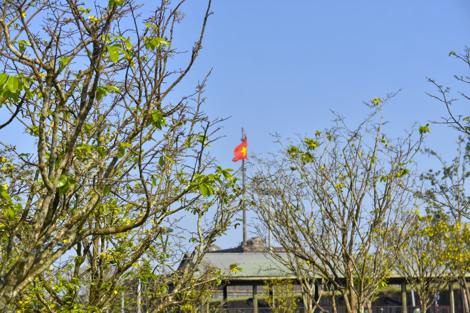 hoang-mai-hue-10.jpg