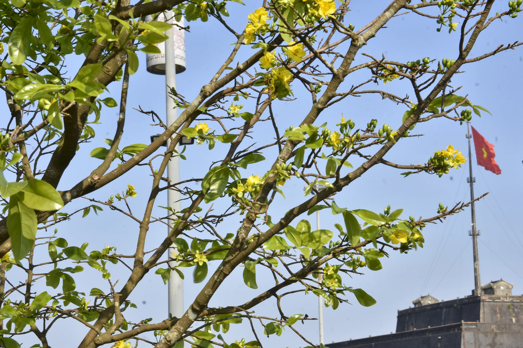 hoang-mai-hue-14.jpg