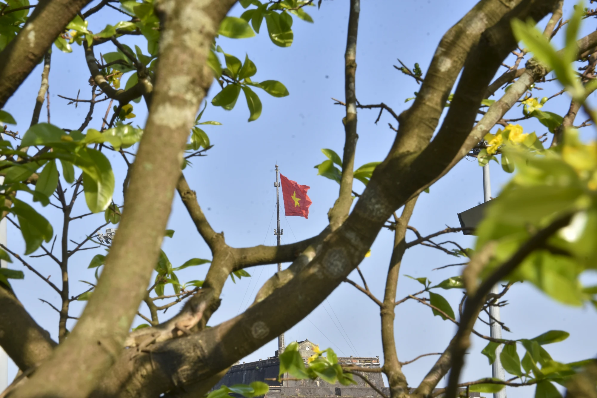 hoang-mai-hue-15.jpg