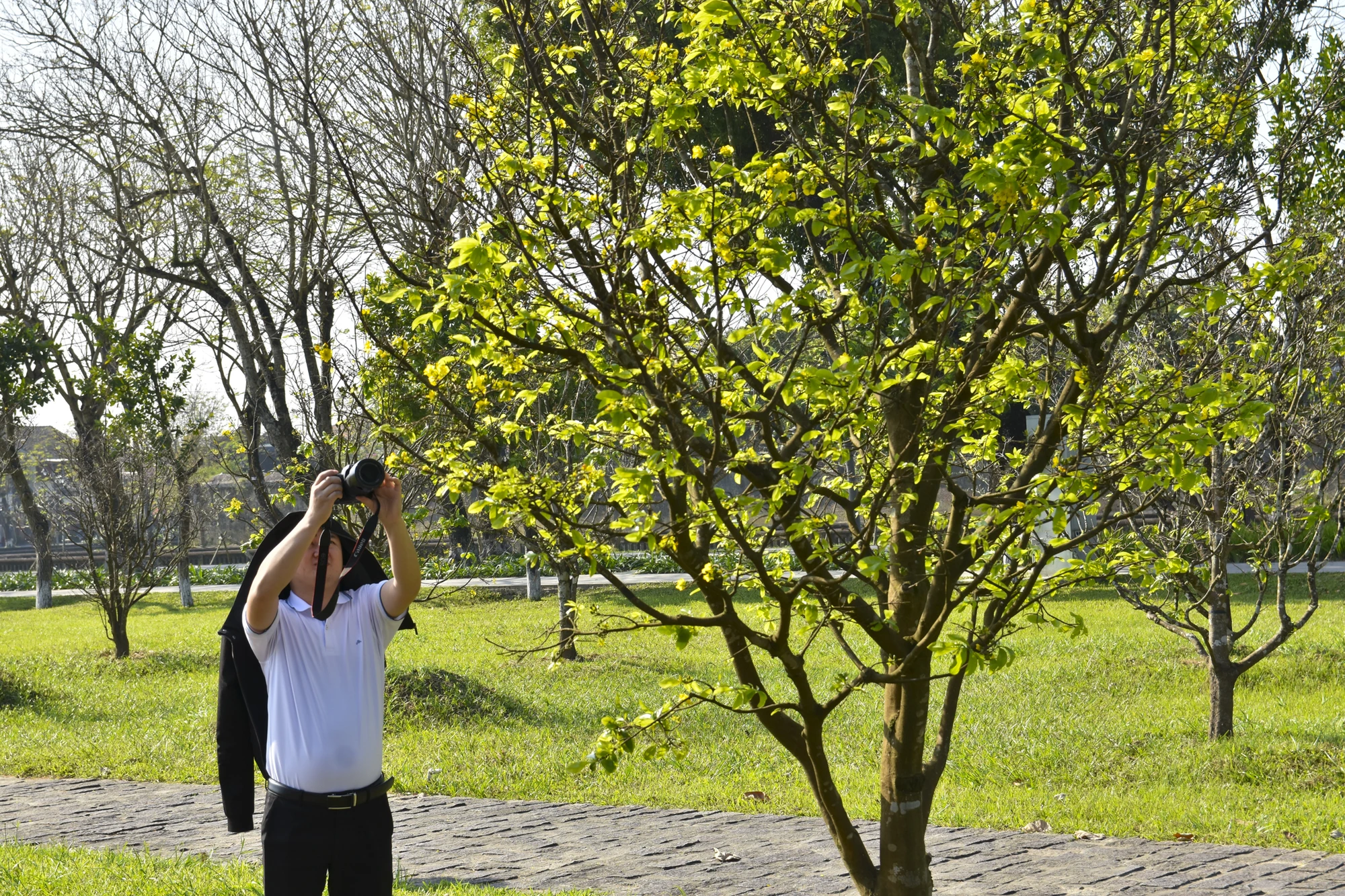 hoang-mai-hue-16.jpg