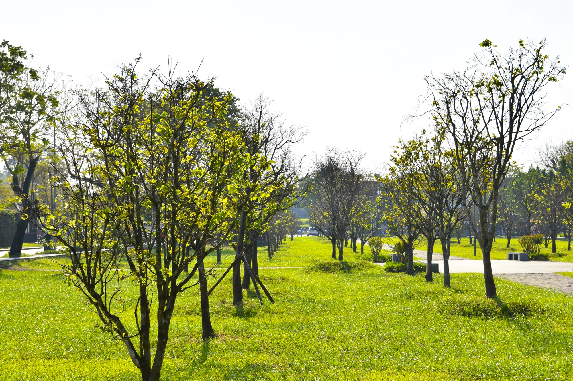 hoang-mai-hue-17.jpg