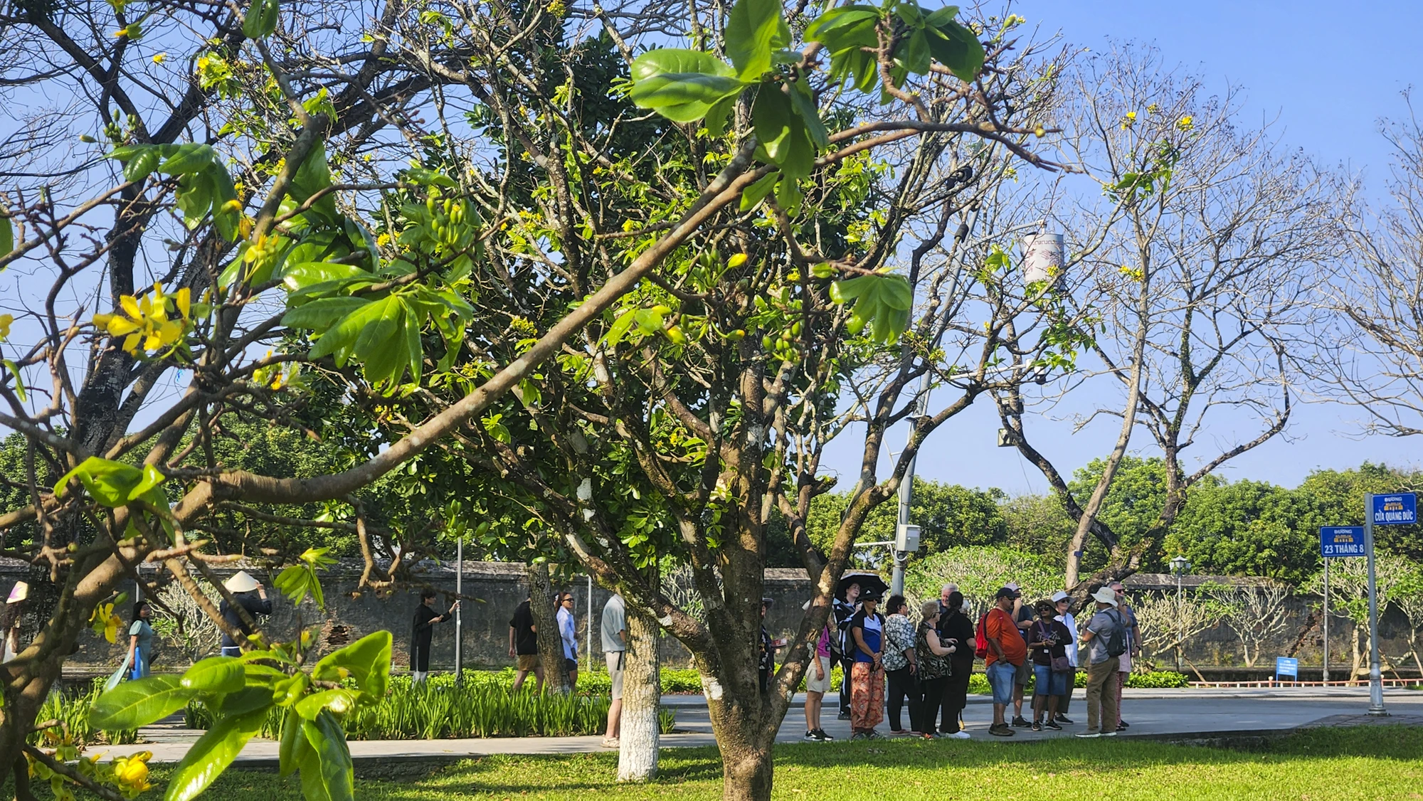 hoang-mai-hue-3.jpg