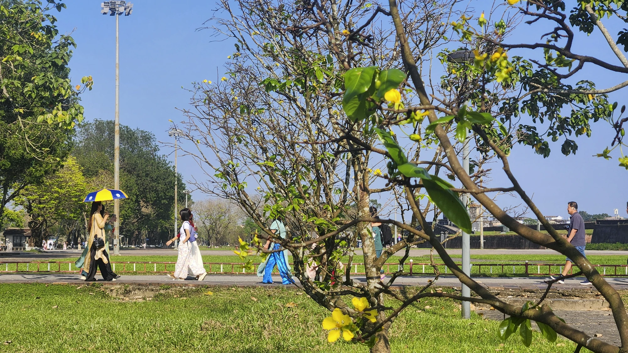 hoang-mai-hue-4.jpg