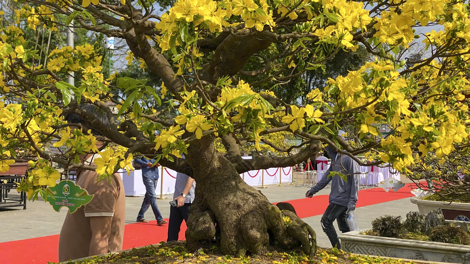 hoang-mai-hue-11_1.jpg
