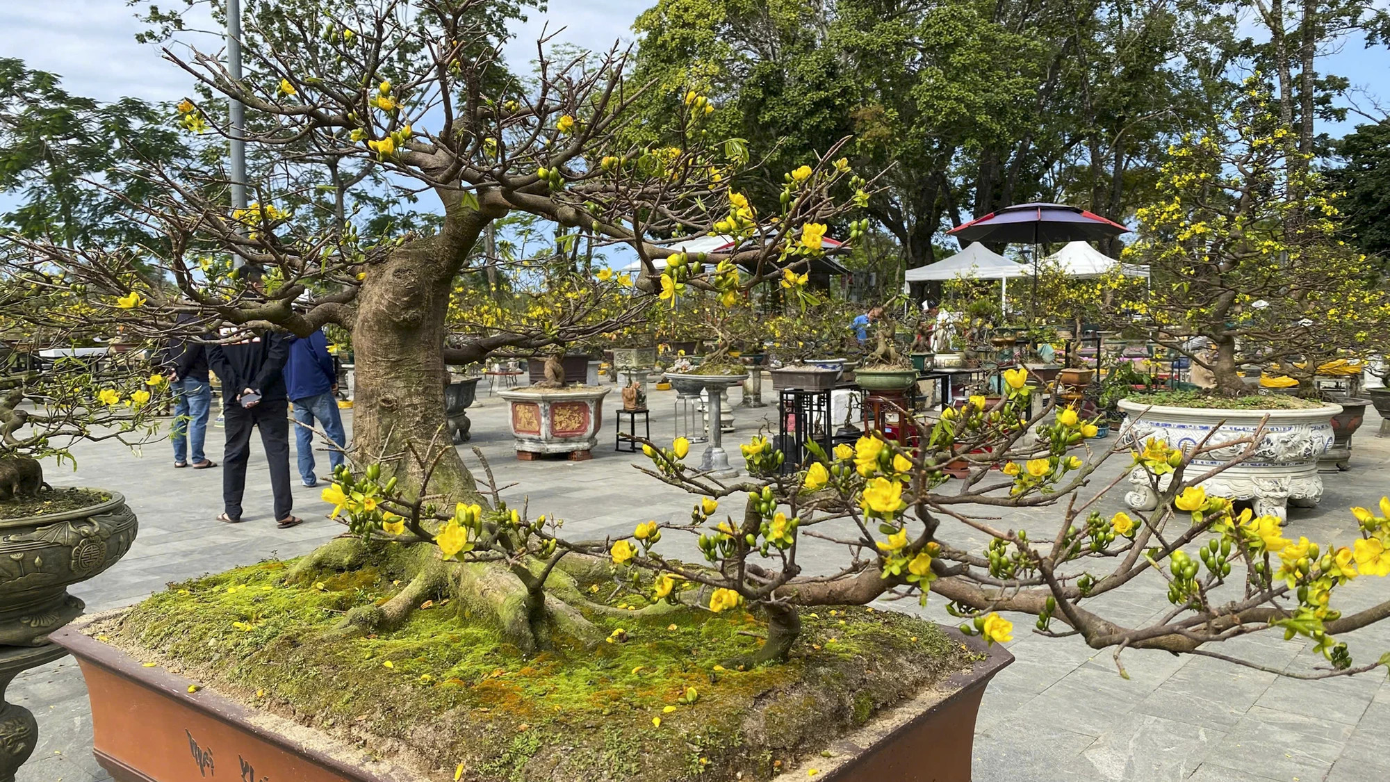 hoang-mai-hue-16_1.jpg