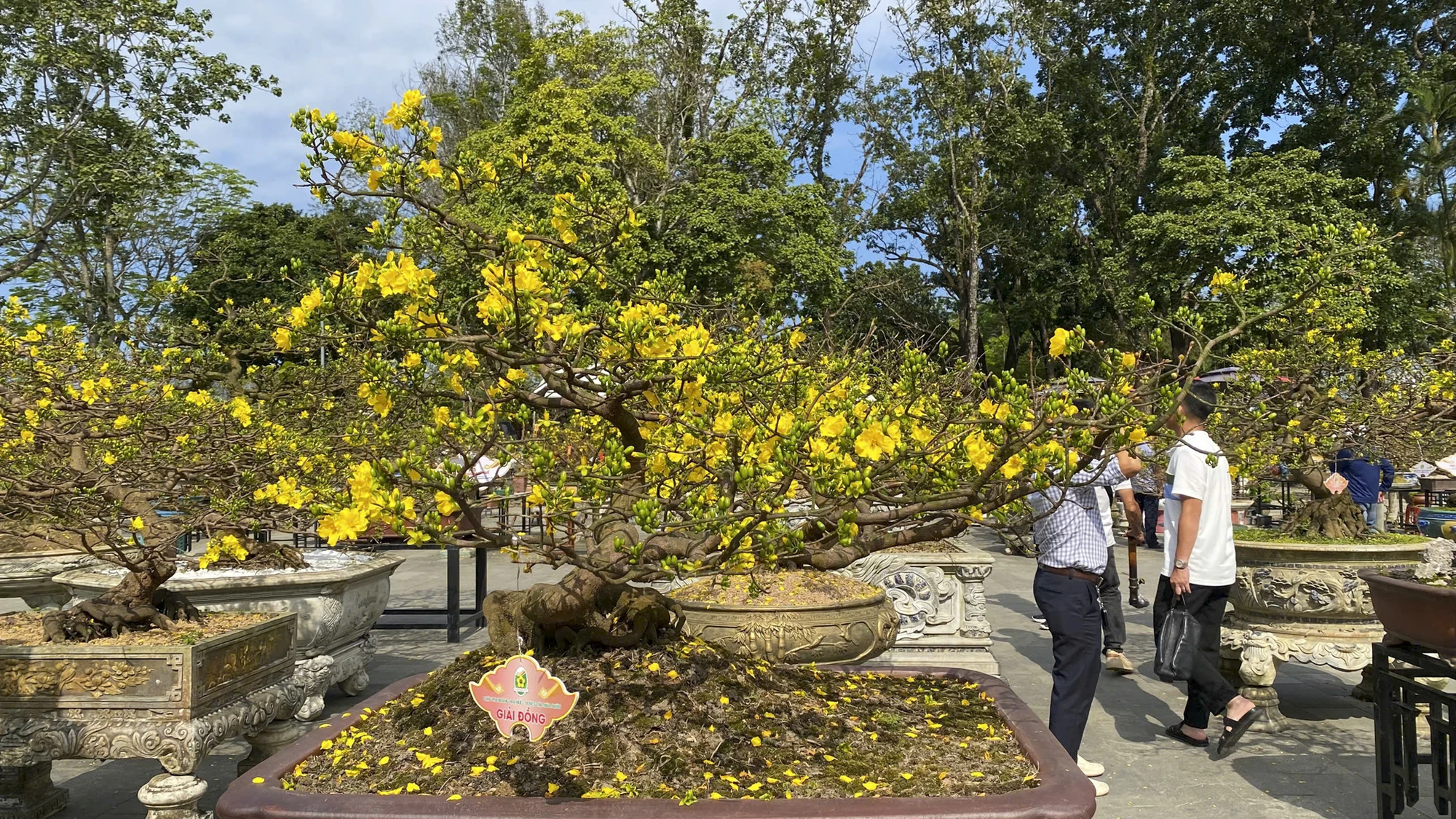 hoang-mai-hue-21_1.jpg