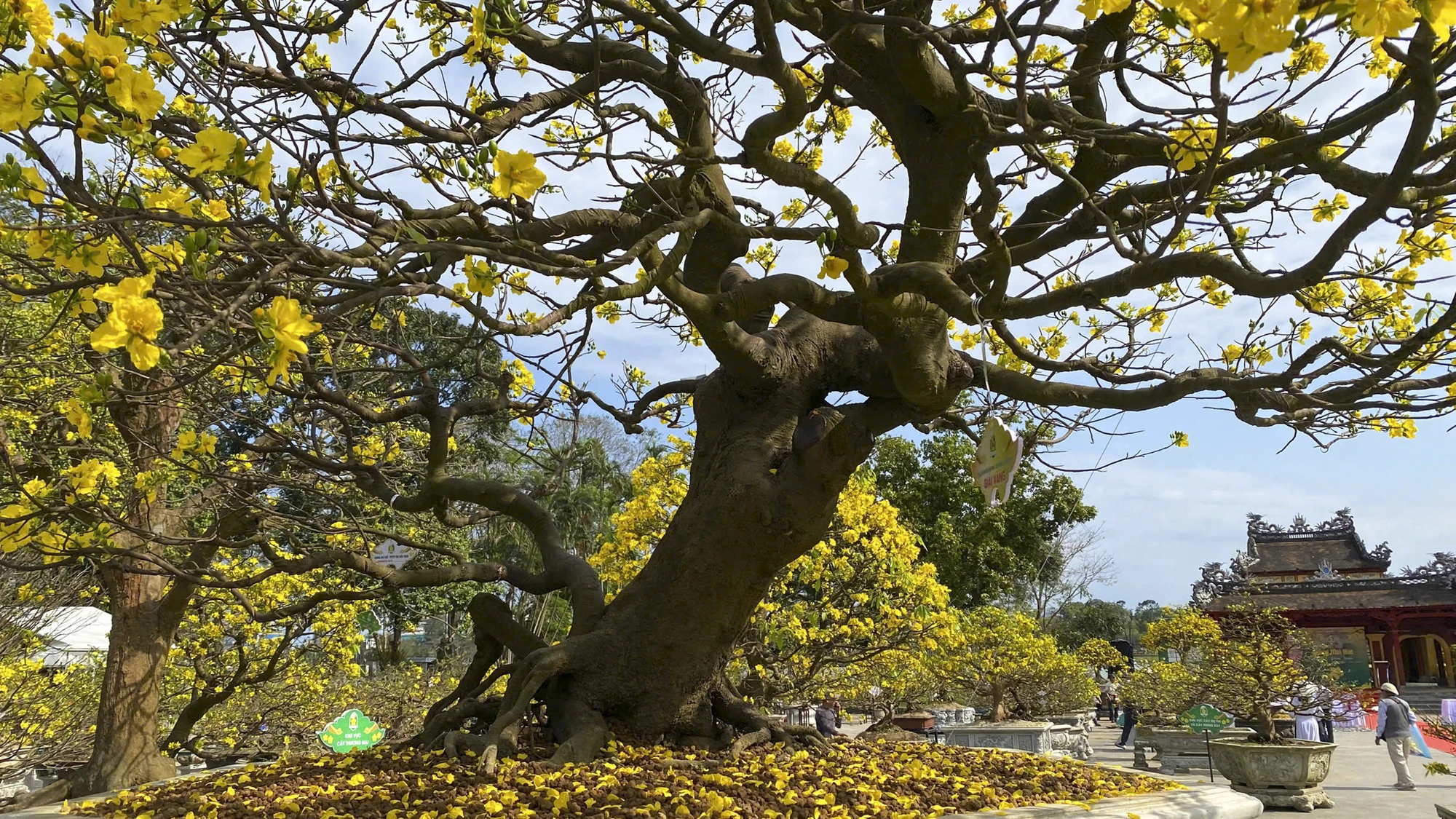 hoang-mai-hue-22.jpg