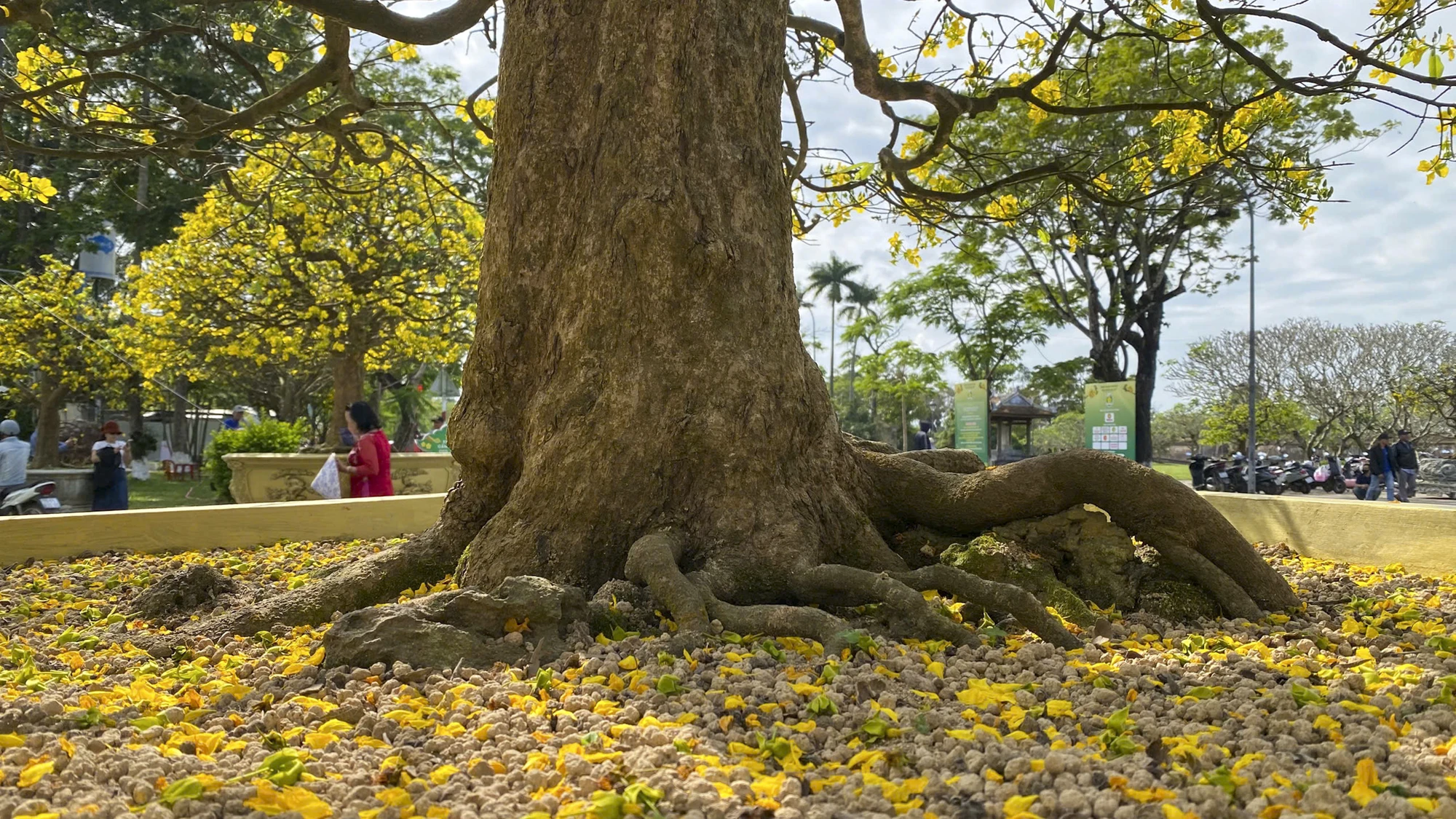 hoang-mai-hue-27.jpg