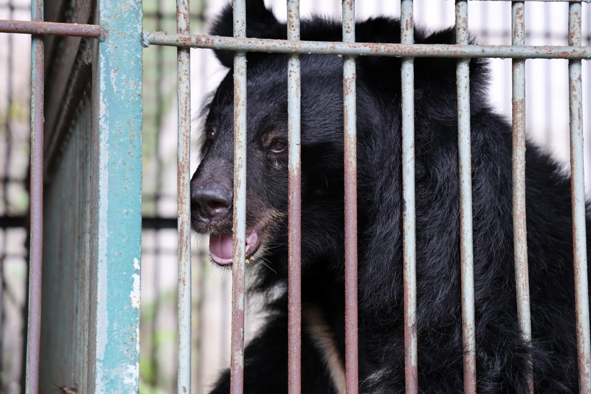 chum-anh-cuu-ho-4-ca-the-gau-tu-tp-ho-chi-minh-dua-ve-bach-ma (1).JPG