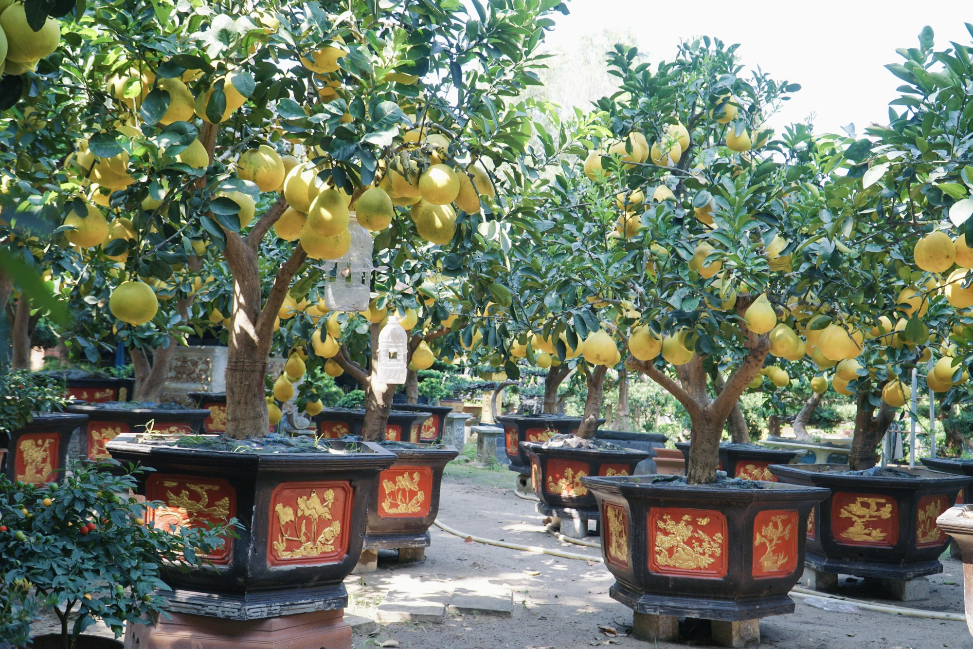bưởi diễn
