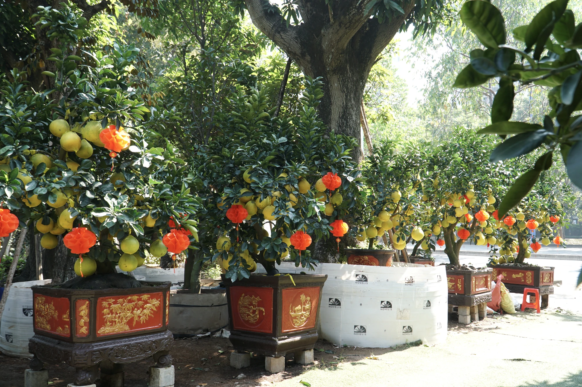 10-cac-nha-vuon-phan-khoi-vi-buoi-dien-sai-qua-gia-den-60-trieu-1610.jpg
