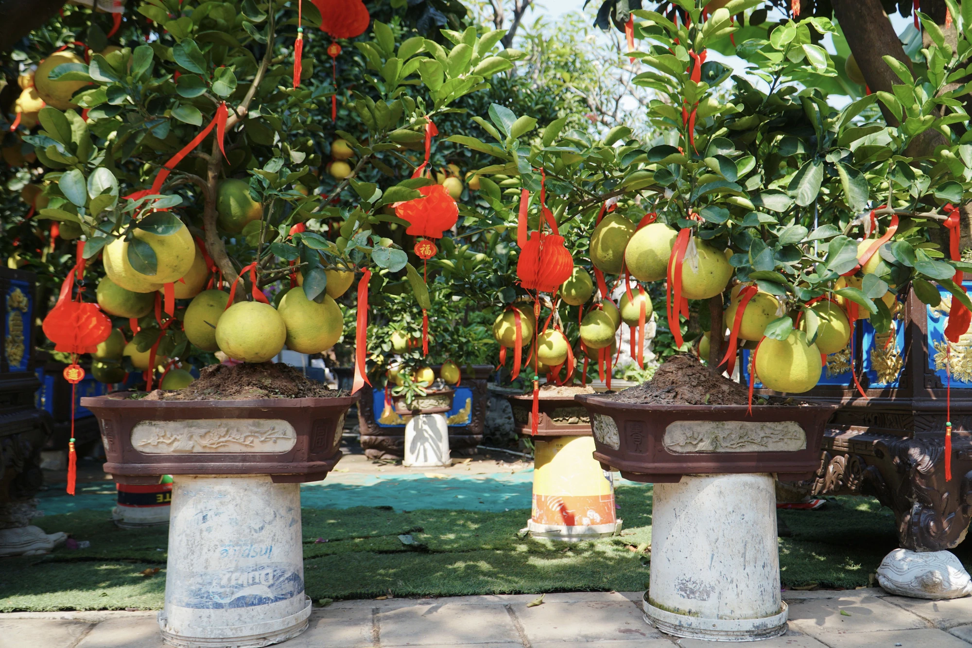 13-cac-nha-vuon-phan-khoi-vi-buoi-dien-sai-qua-gia-den-60-trieu-1162.jpg