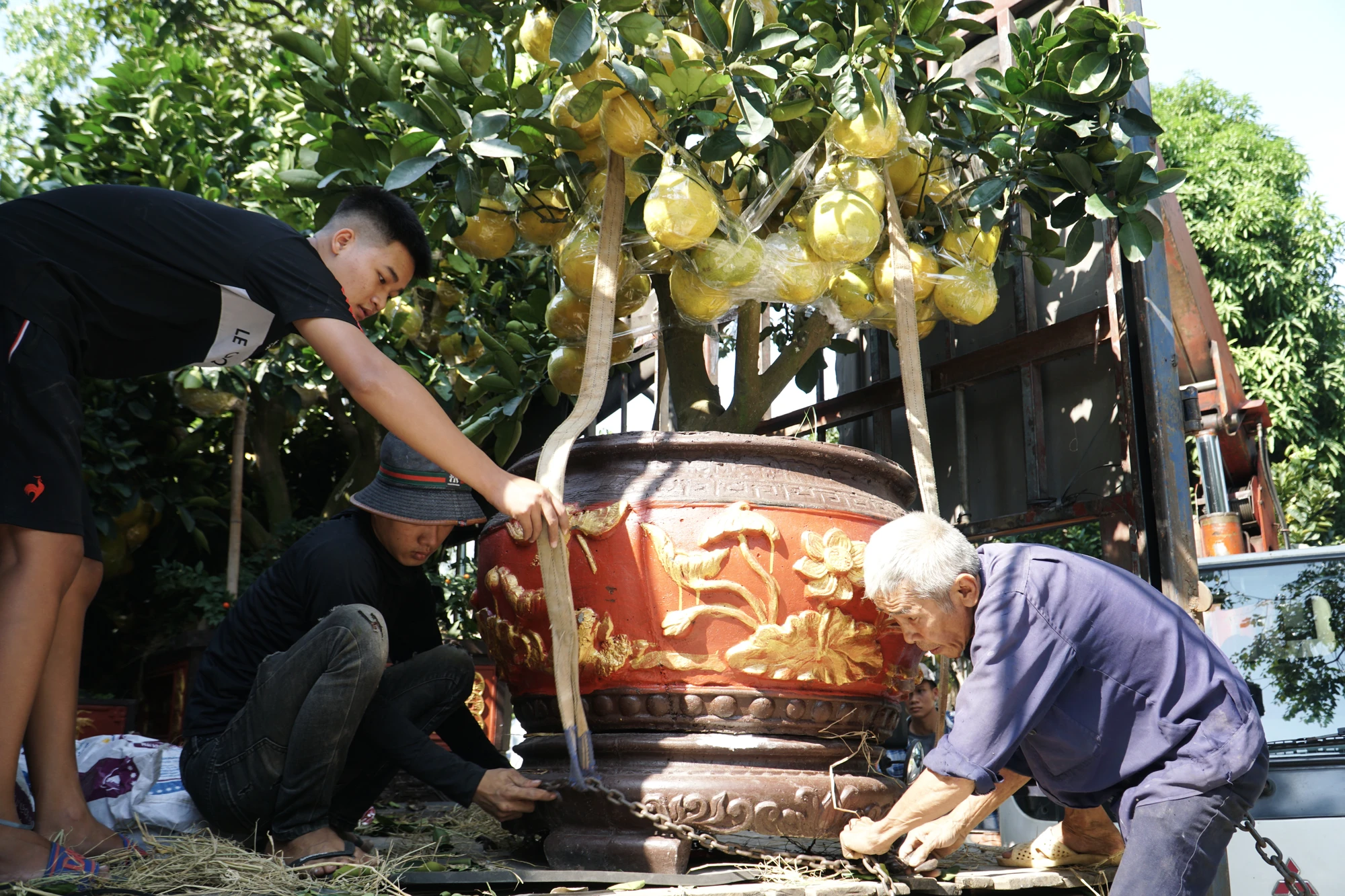 15-cac-nha-vuon-phan-khoi-vi-buoi-dien-sai-qua-gia-den-60-trieu-2703.jpg