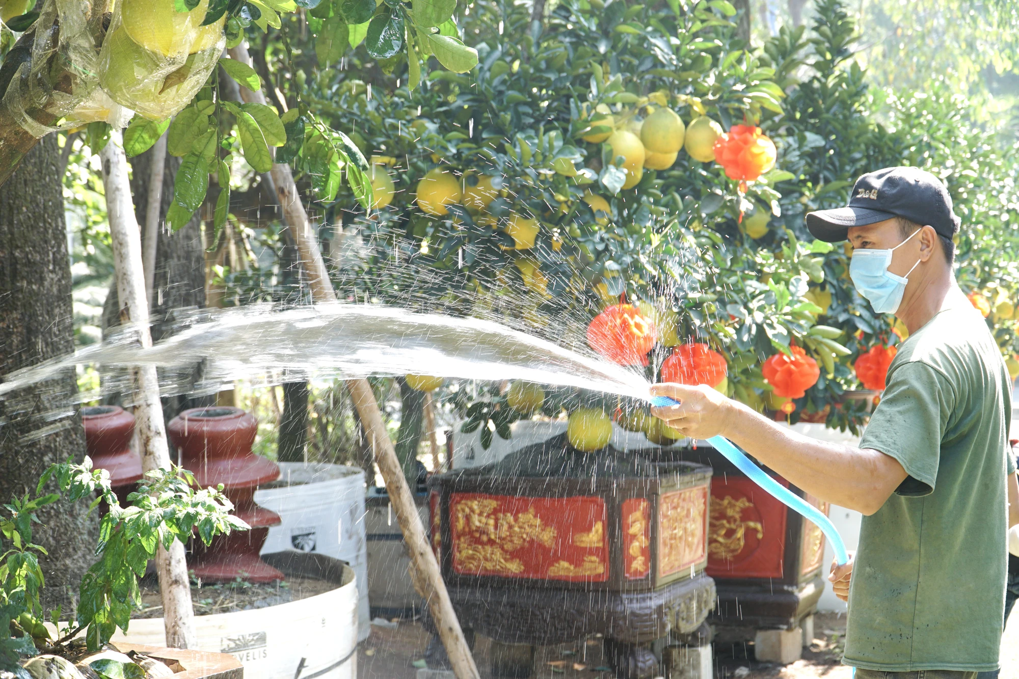 17-cac-nha-vuon-phan-khoi-vi-buoi-dien-sai-qua-gia-den-60-trieu-8099.jpg