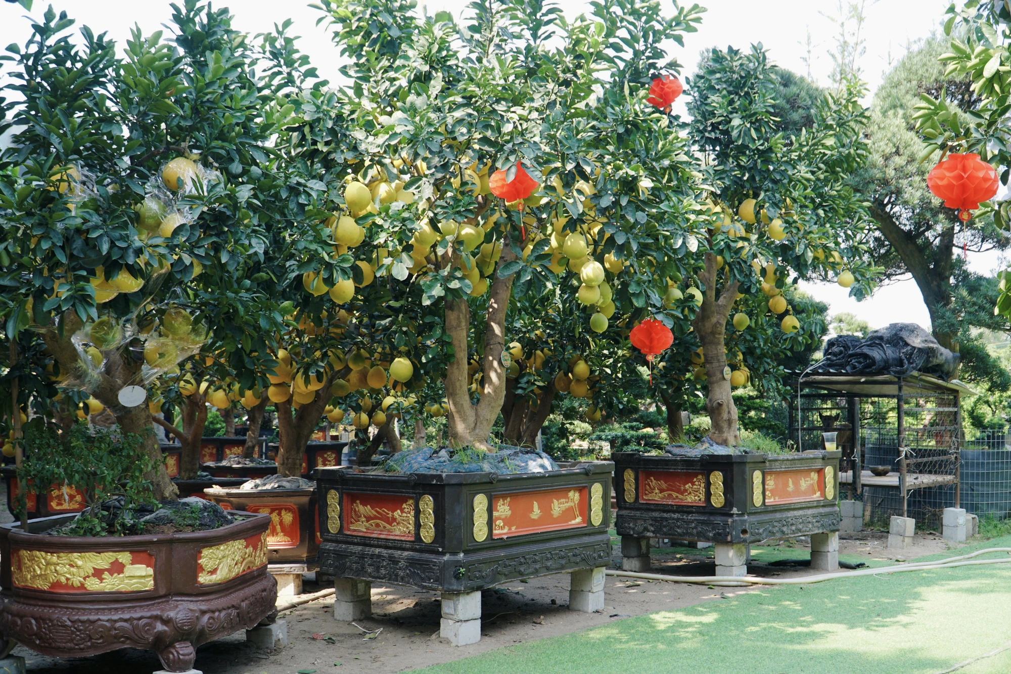 3-cac-nha-vuon-phan-khoi-vi-buoi-dien-sai-qua-gia-den-60-trieu-6419.jpg