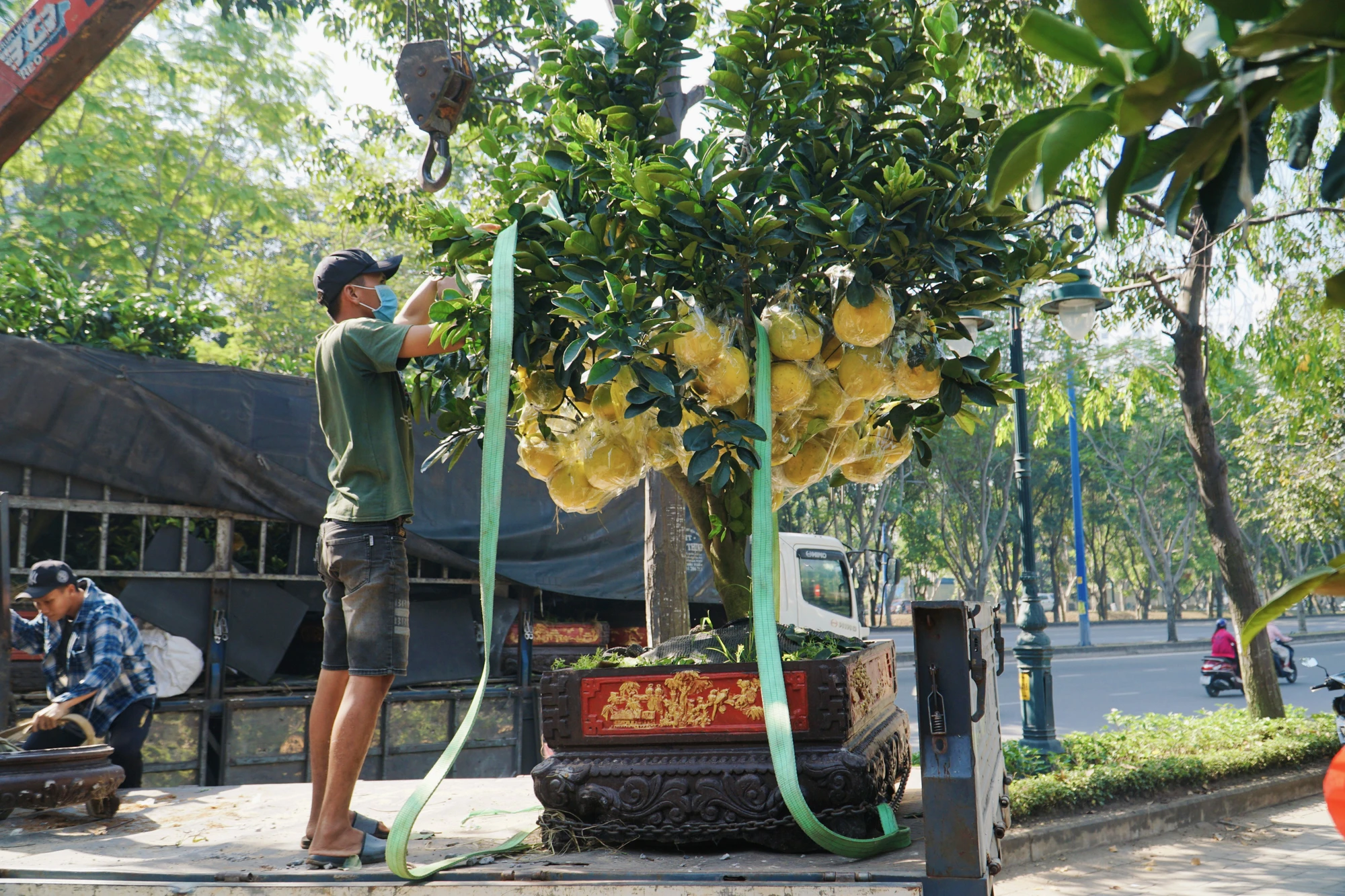 5-cac-nha-vuon-phan-khoi-vi-buoi-dien-sai-qua-gia-den-60-trieu-3155.jpg