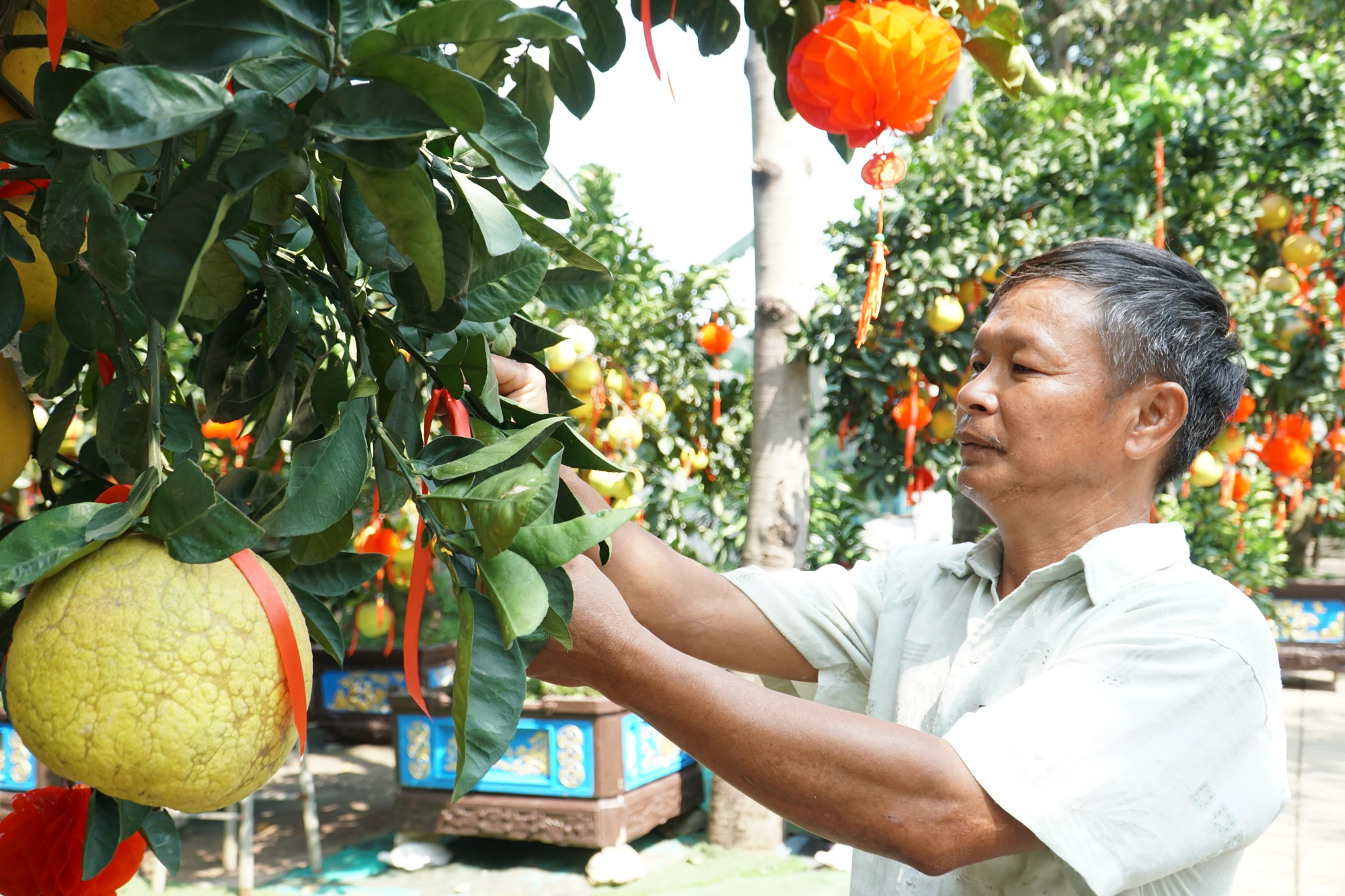6-cac-nha-vuon-phan-khoi-vi-buoi-dien-sai-qua-gia-den-60-trieu-3880.jpg