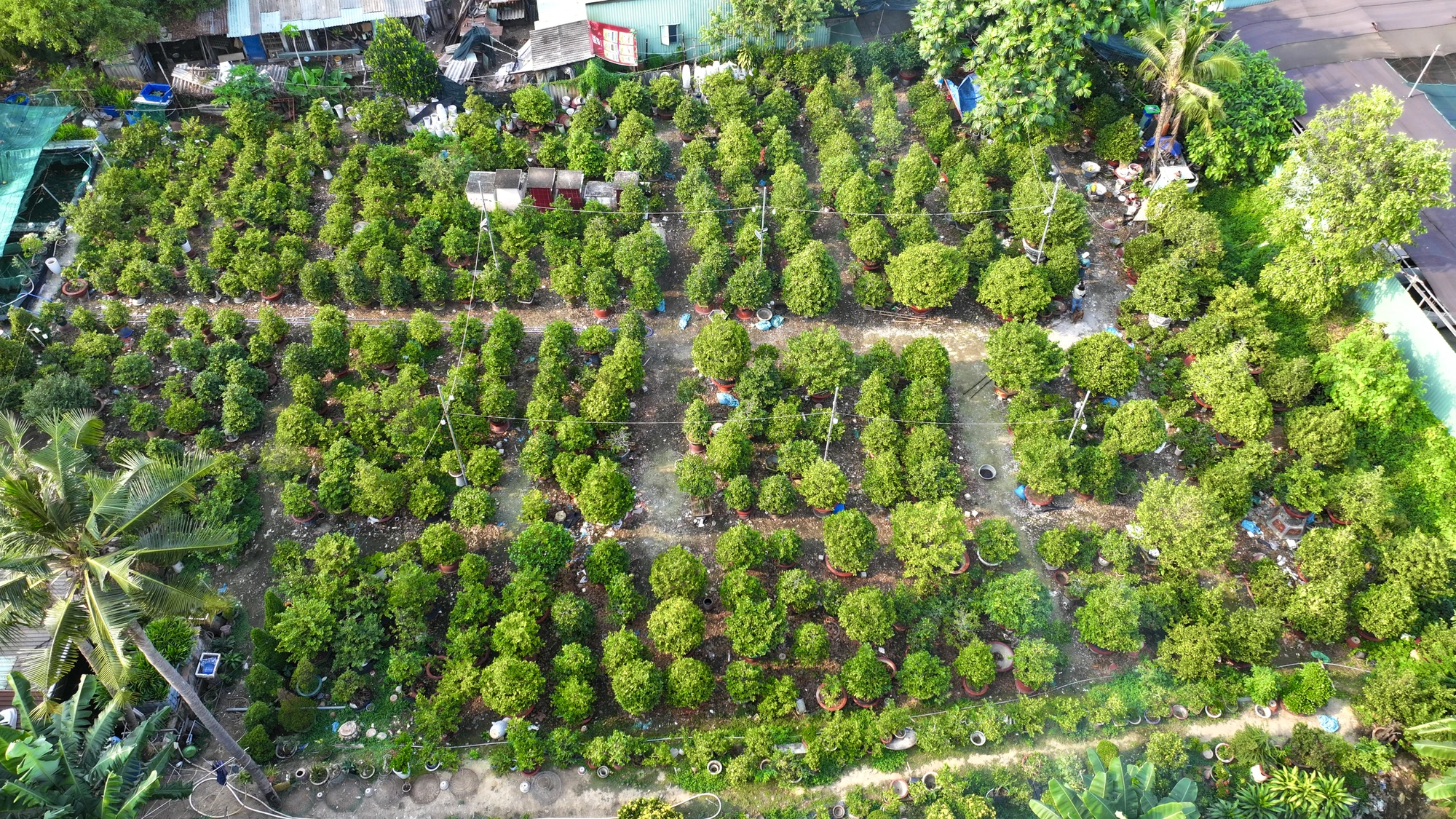 trồng mai