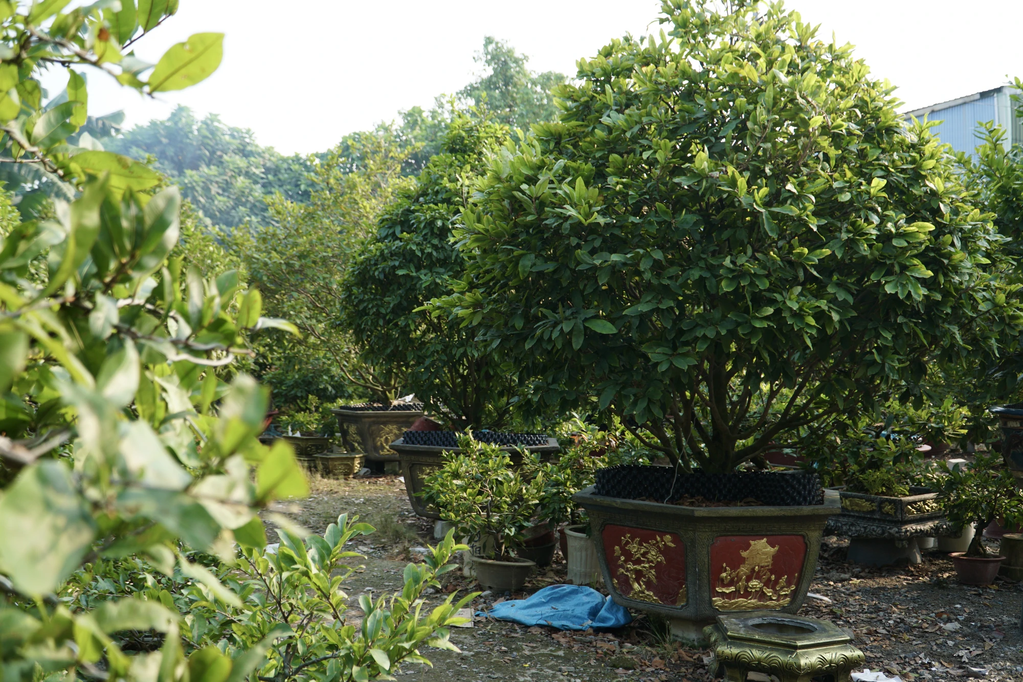 4-trong-mai-8865.jpg