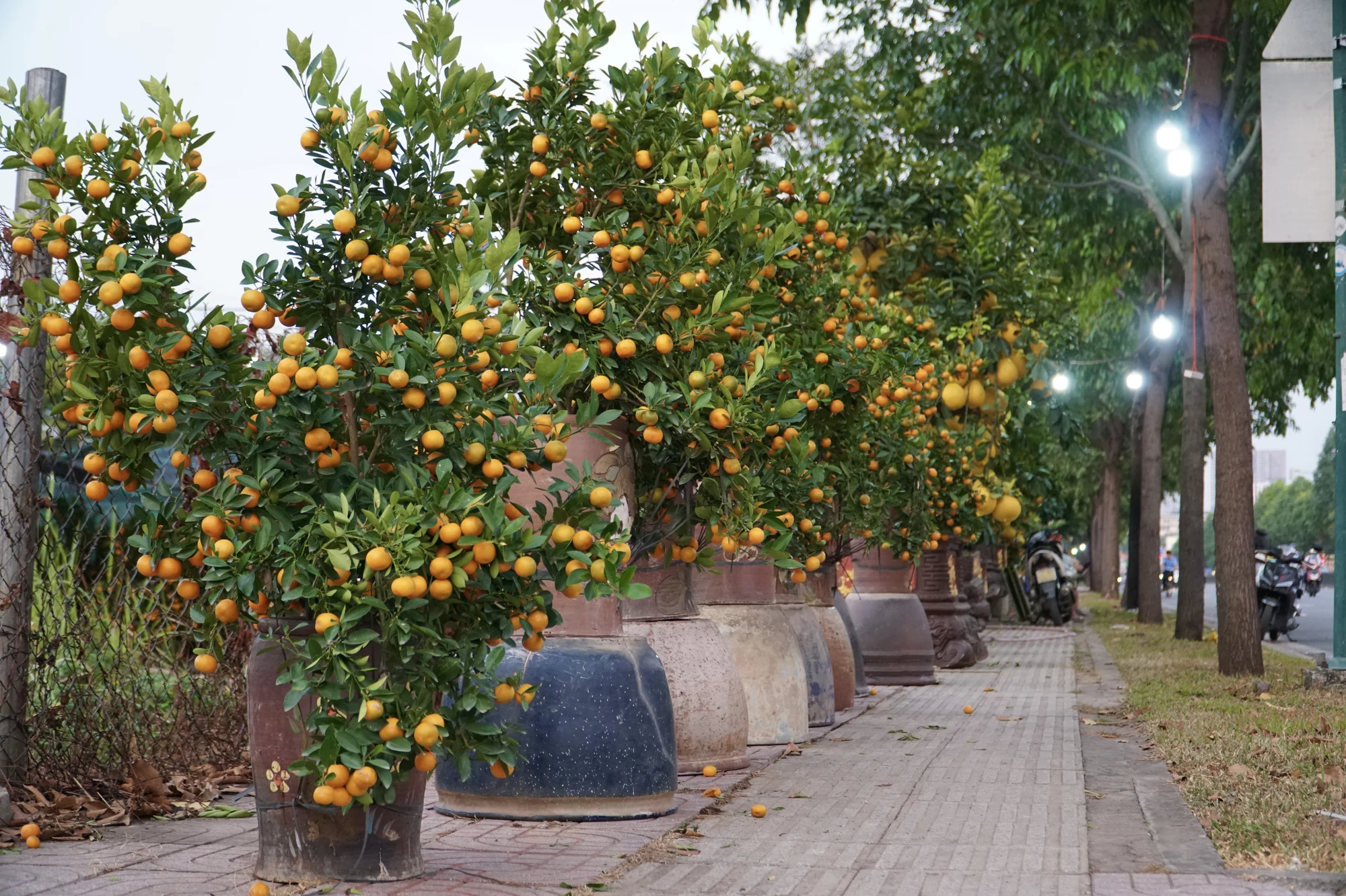 12 -cay-canh.jpg