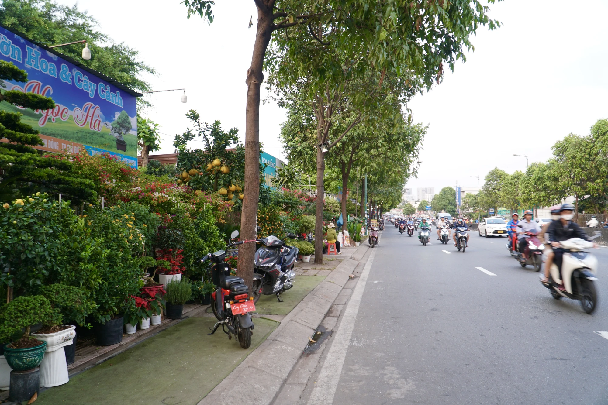 cây cảnh