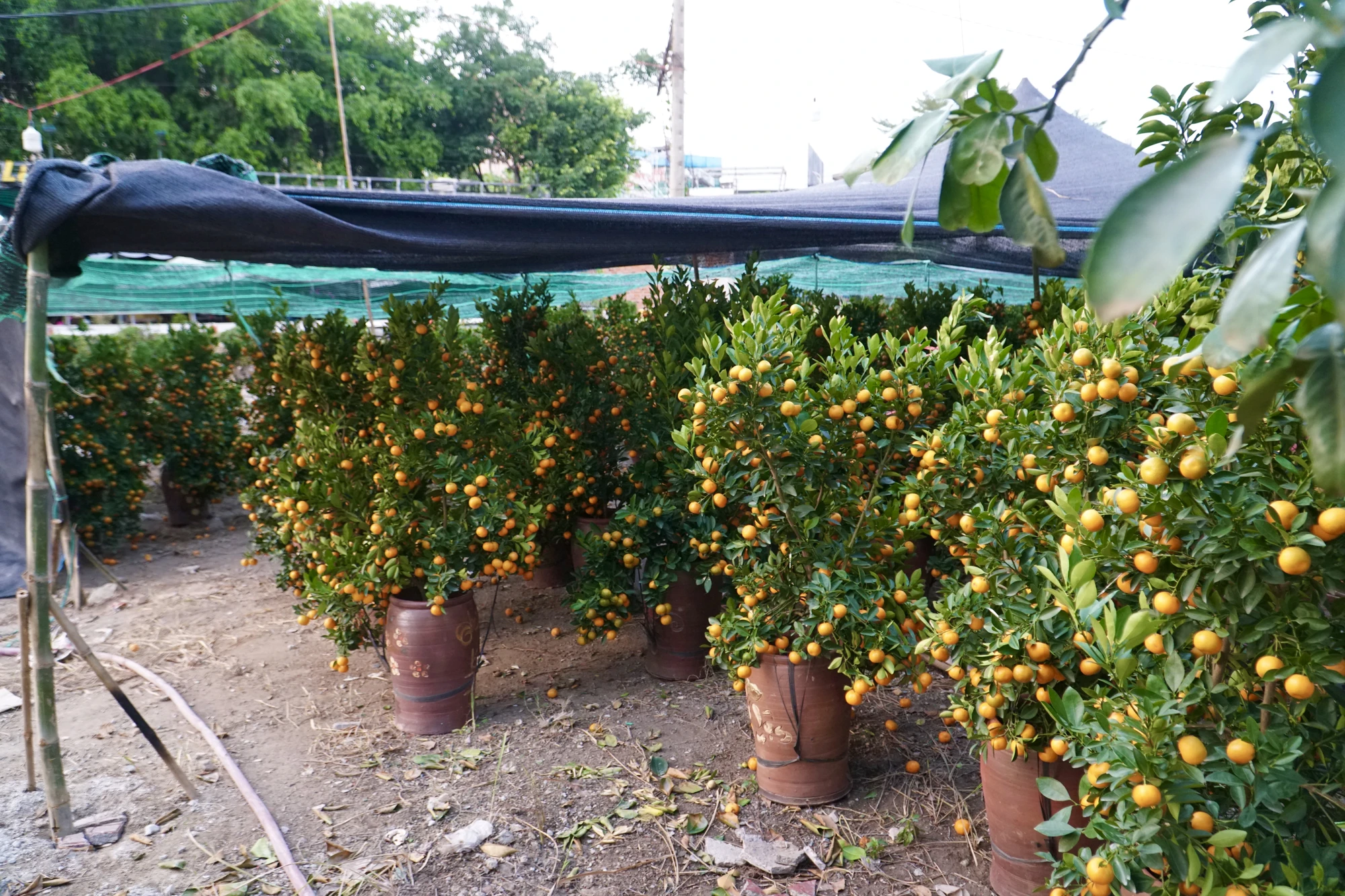 14-cay-canh.jpg