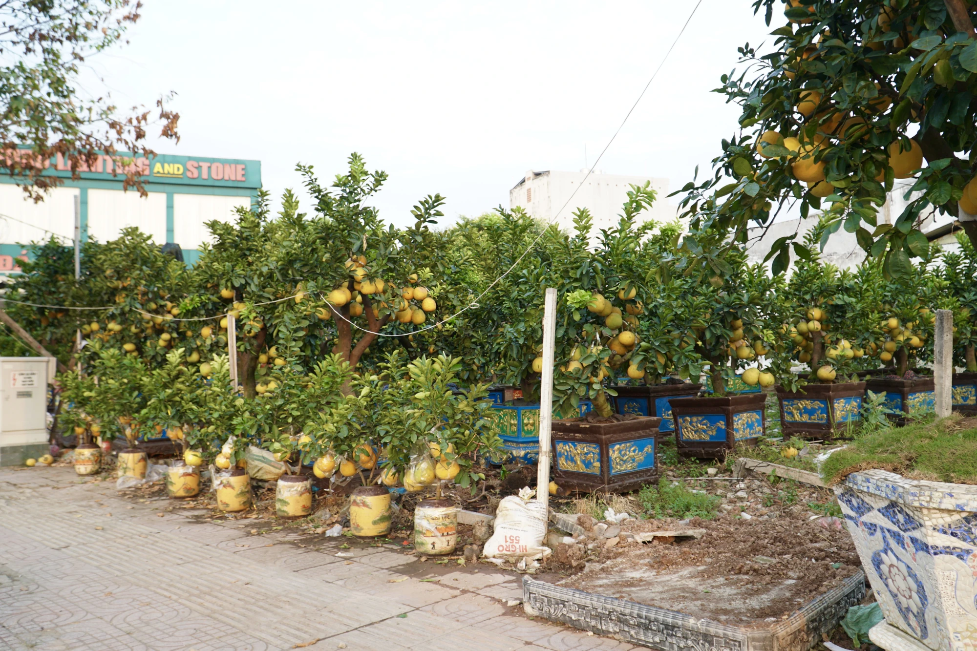 15-cay-canh.jpg