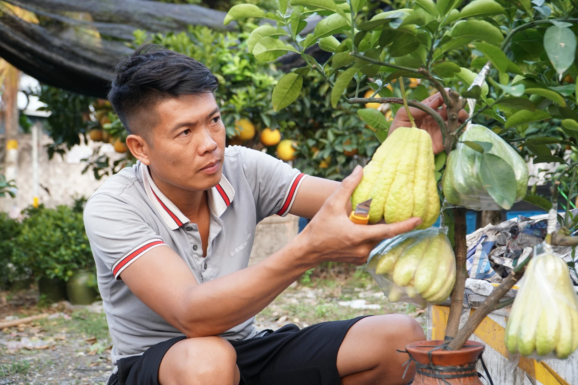 16 -cay-canh.JPG
