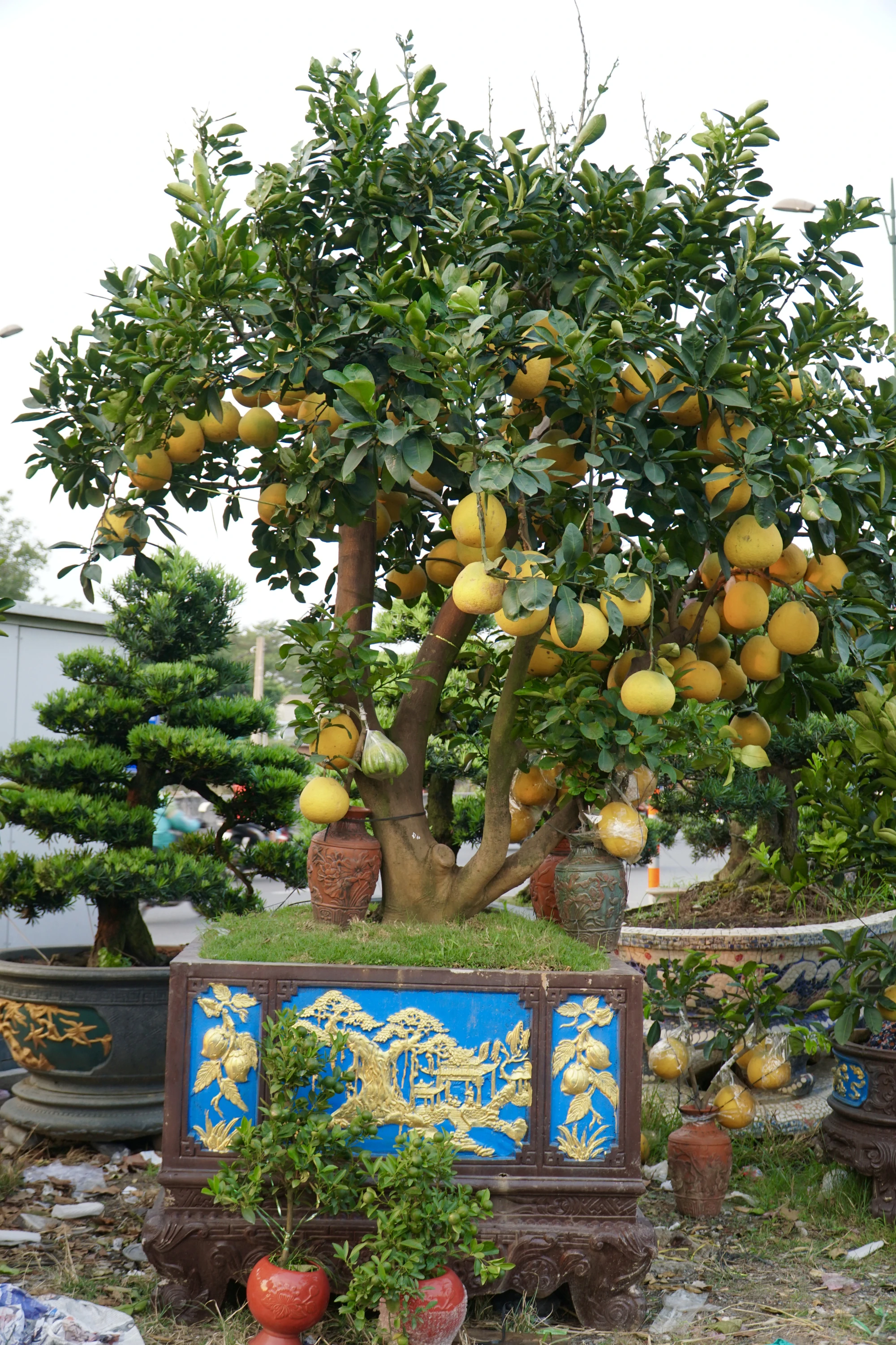 18-cay-canh.jpg