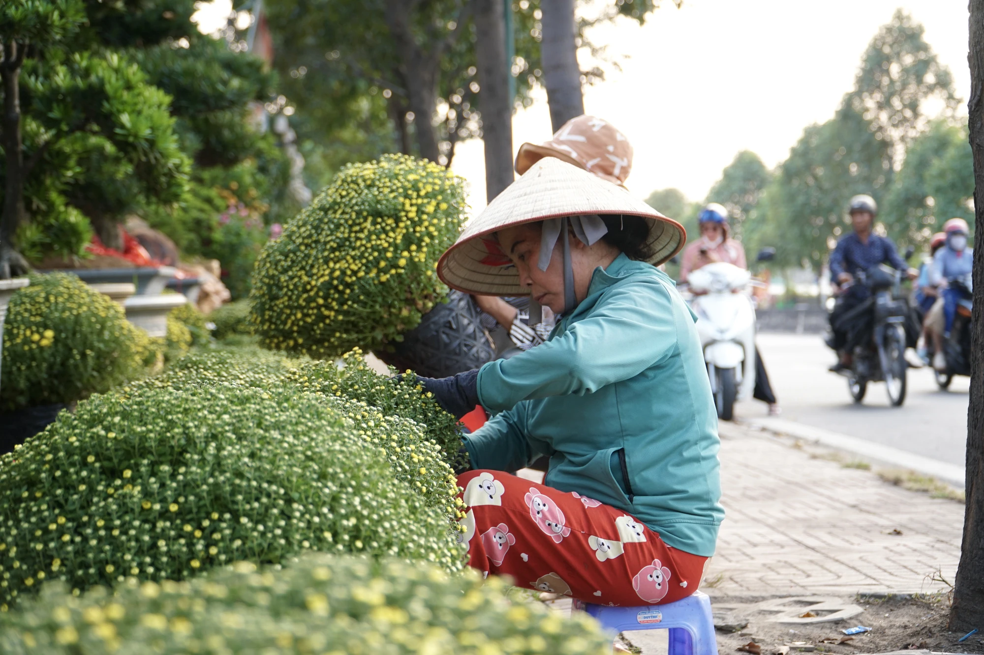 4 -cay-canh.jpg