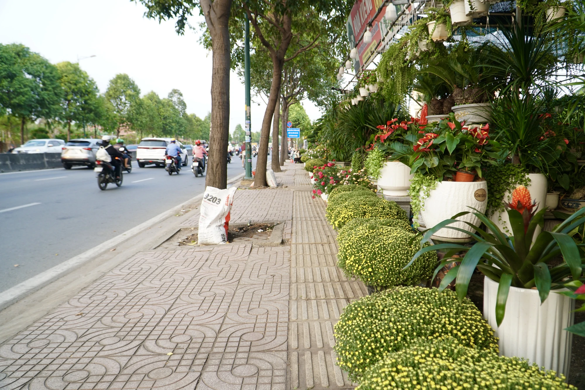 5 -cay-canh.jpg