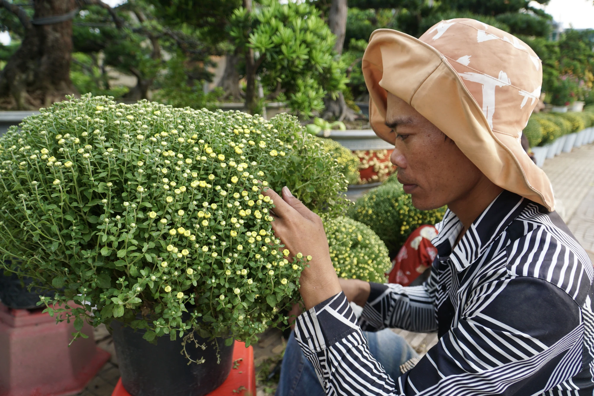 6 -cay-canh.jpg