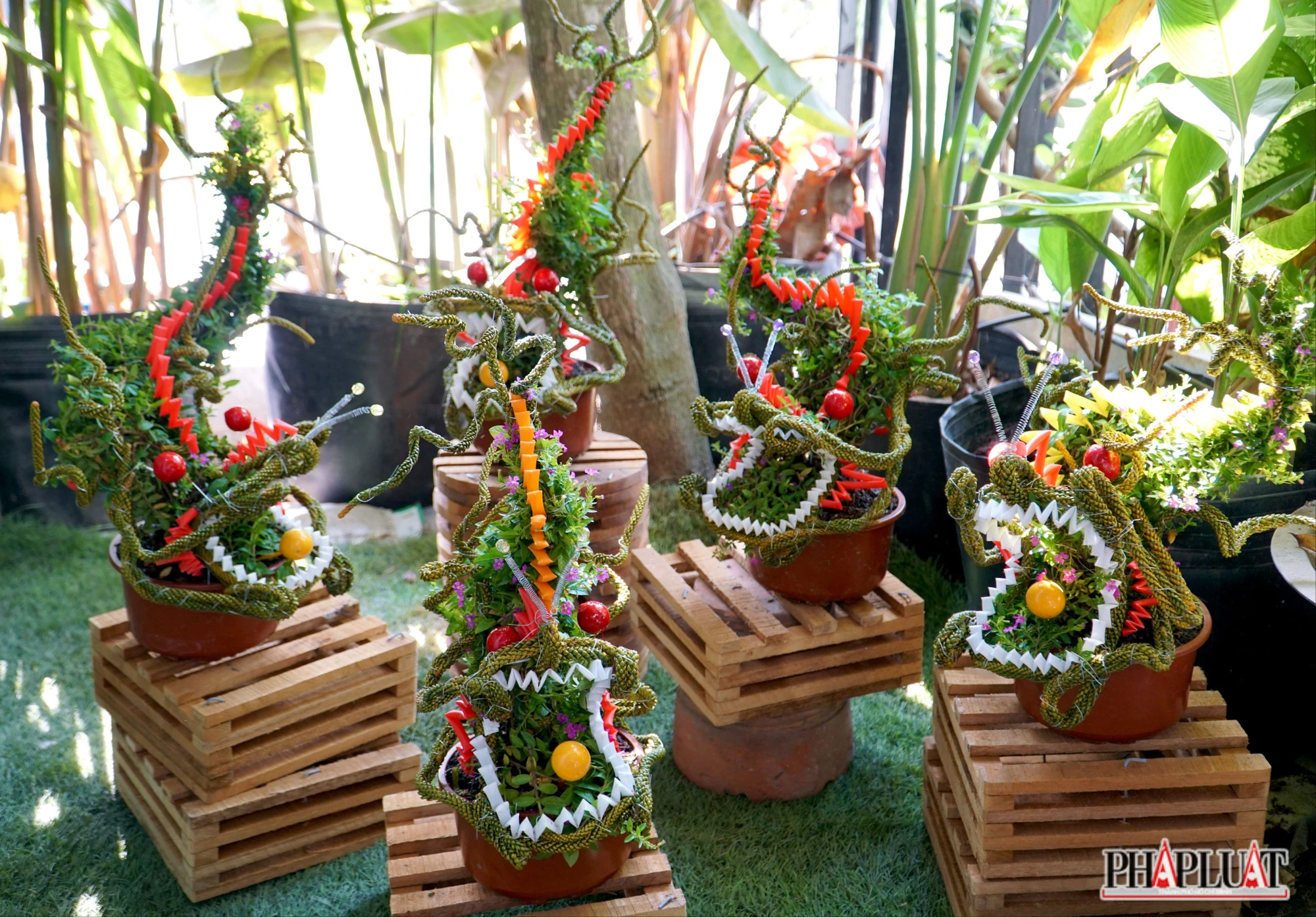 bonsai hình rồng
