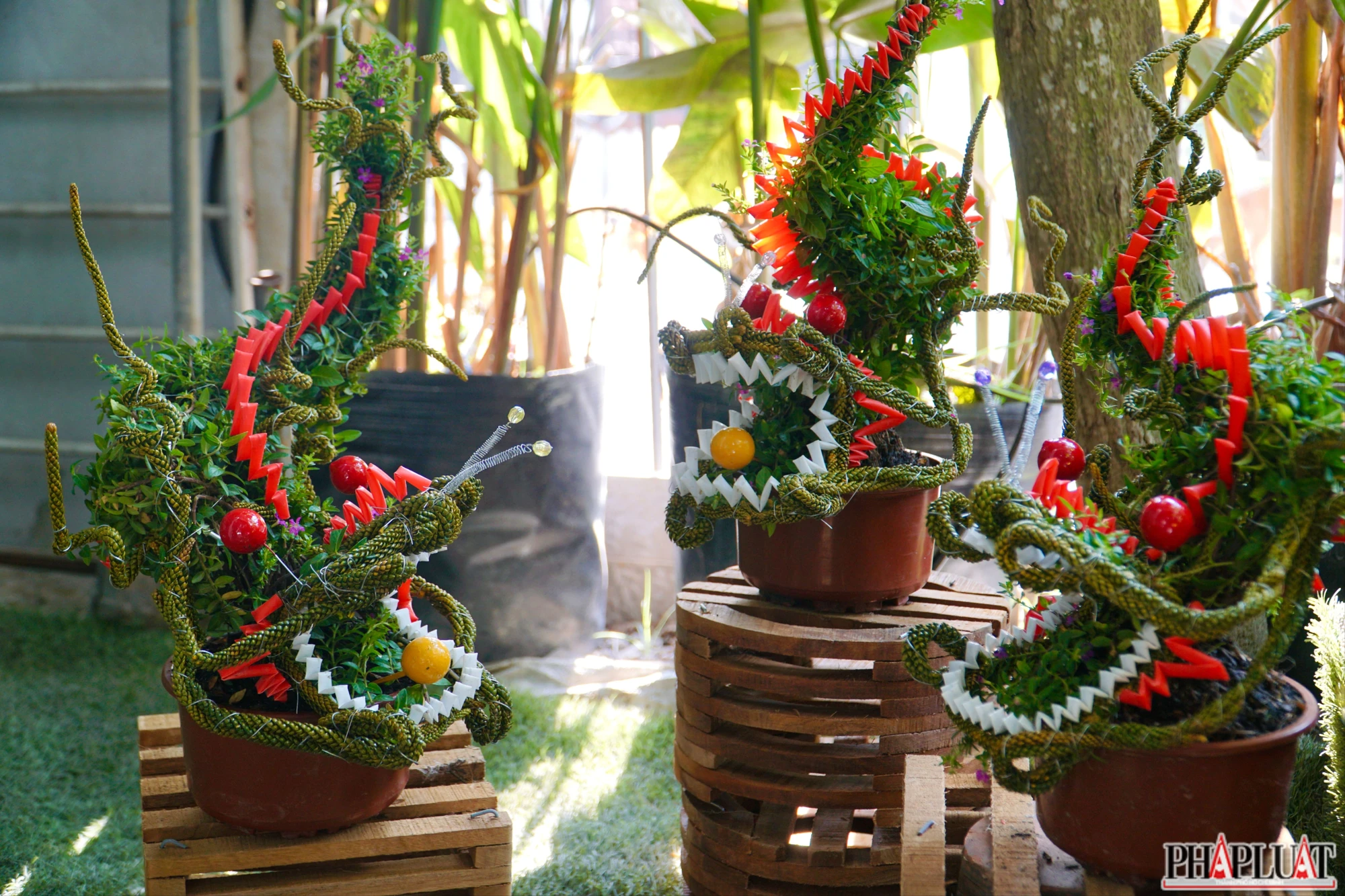 anh-6-bonsai-hinh-rong-2994-4861.jpg