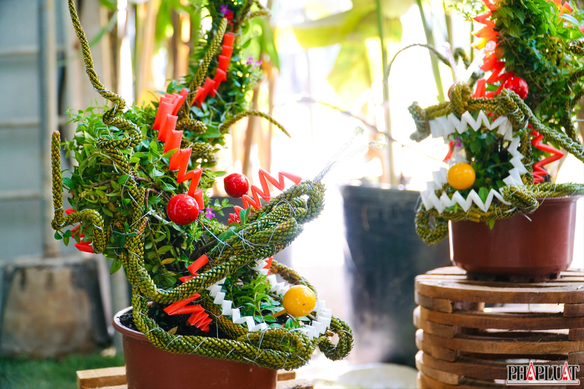 Thum-bonsai-hinh-rong.jpg